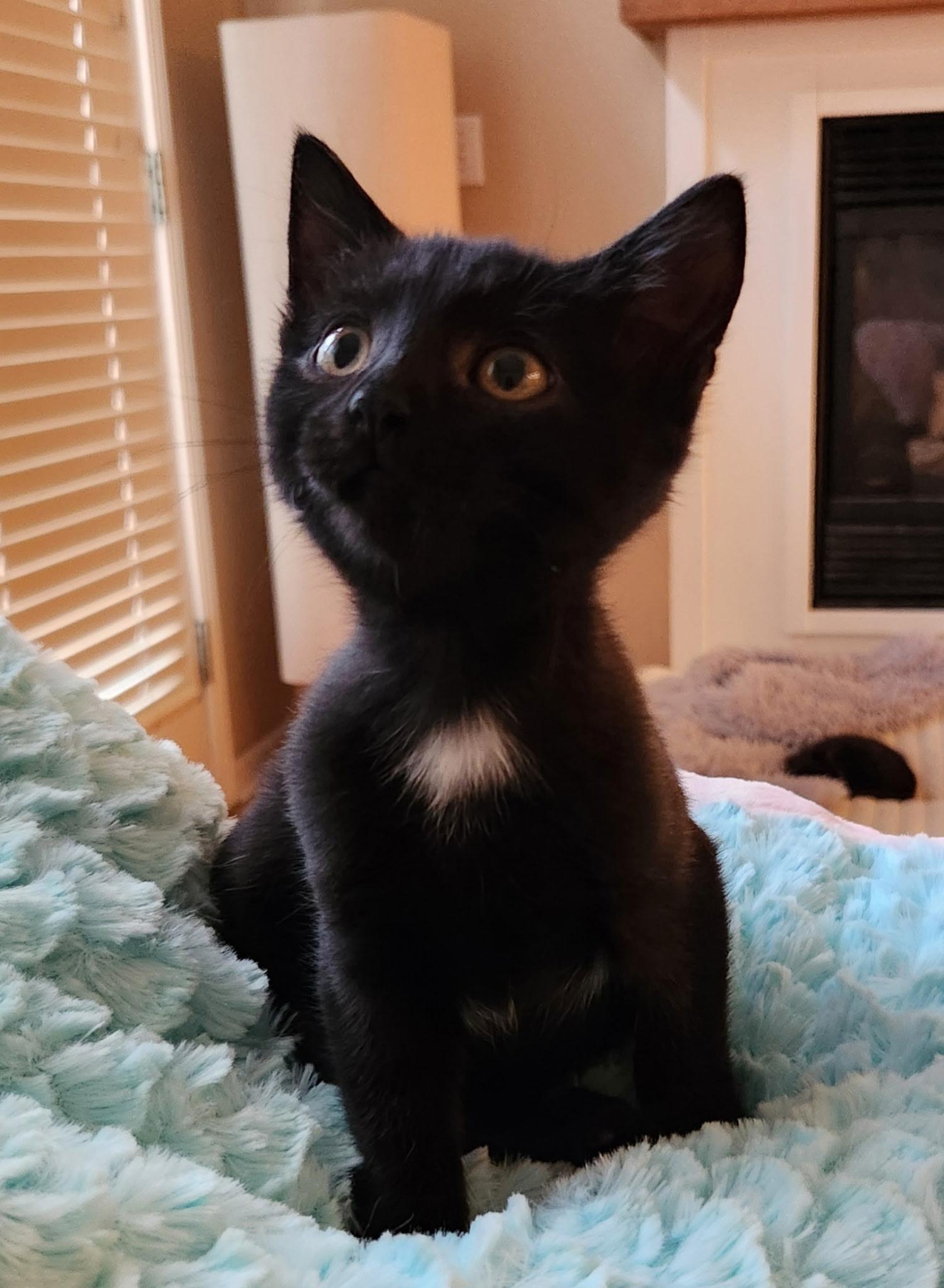 Enlarge Magenta, a Adoptable Domestic Short Hair in Omaha, NE image 3/3