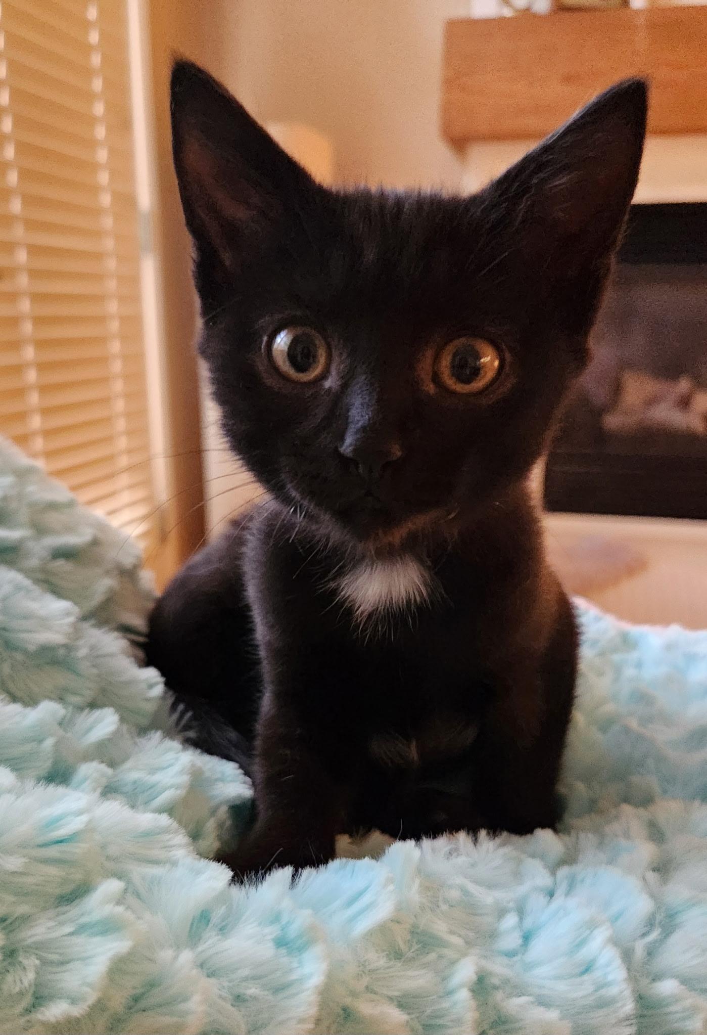 Enlarge Magenta, a Adoptable Domestic Short Hair in Omaha, NE image 2/3