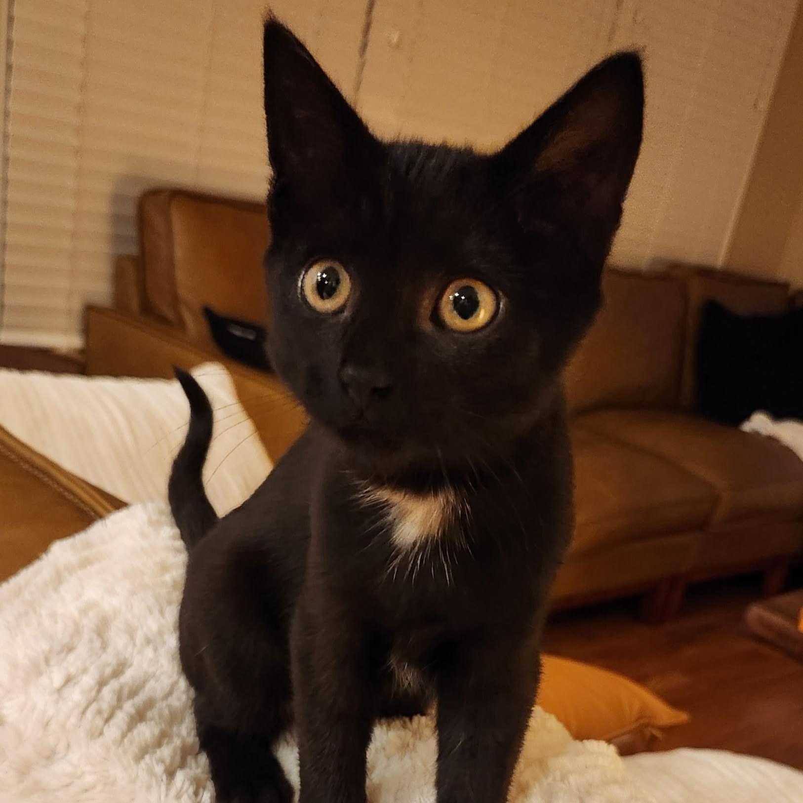 Magenta, Adoptable, Kitten Female Domestic Short Hair.