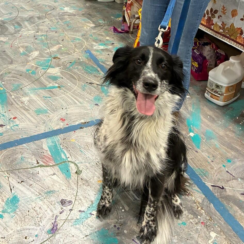 Titan, Adoptable, Senior Male Border Collie.