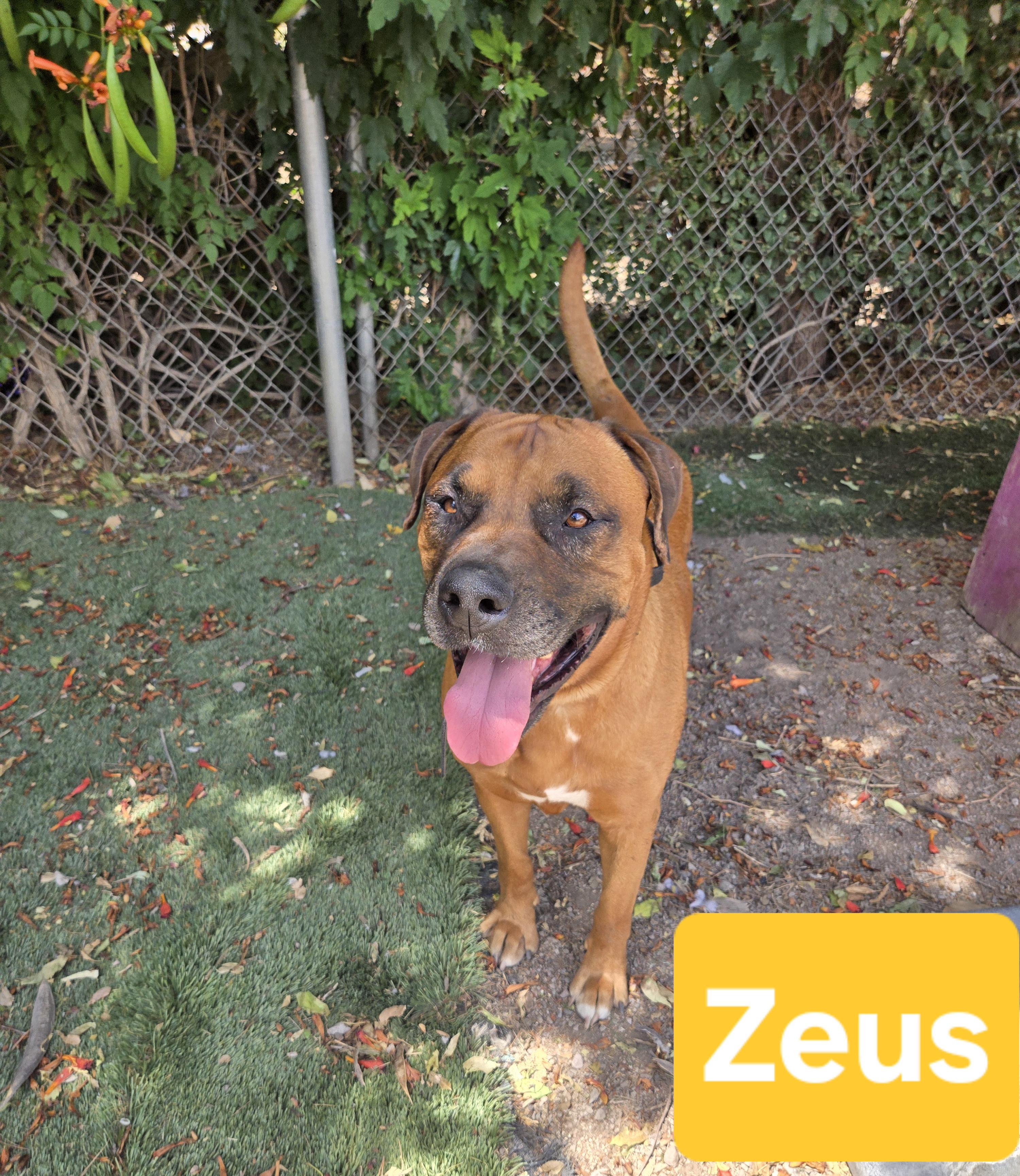 Enlarge Zeus, a Adopted mixed breed in Nogales, AZ image 1/4