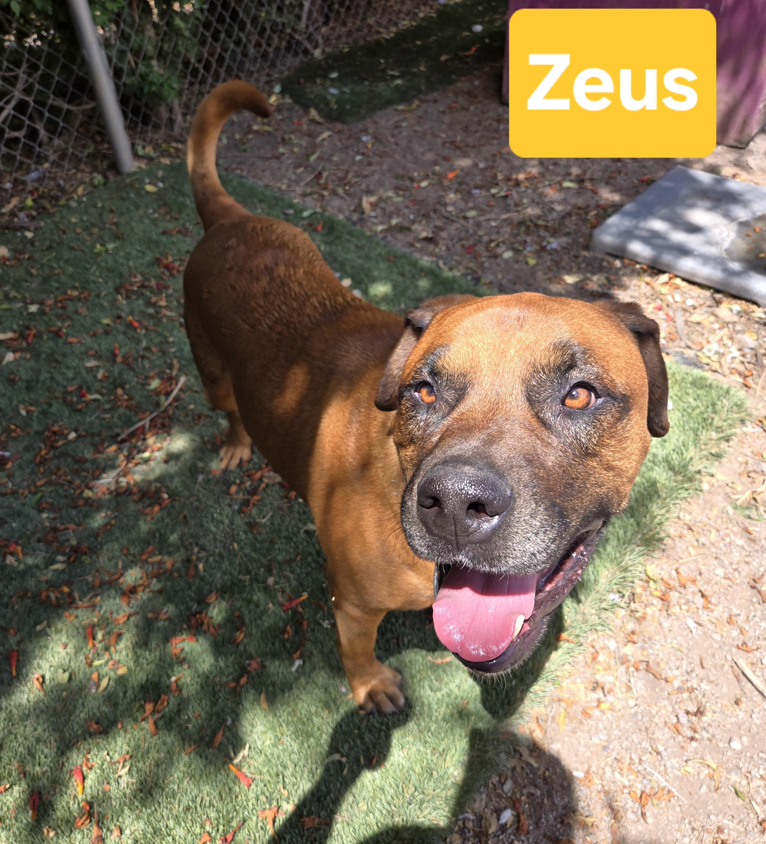 Enlarge Zeus, a Adopted mixed breed in Nogales, AZ image 2/4