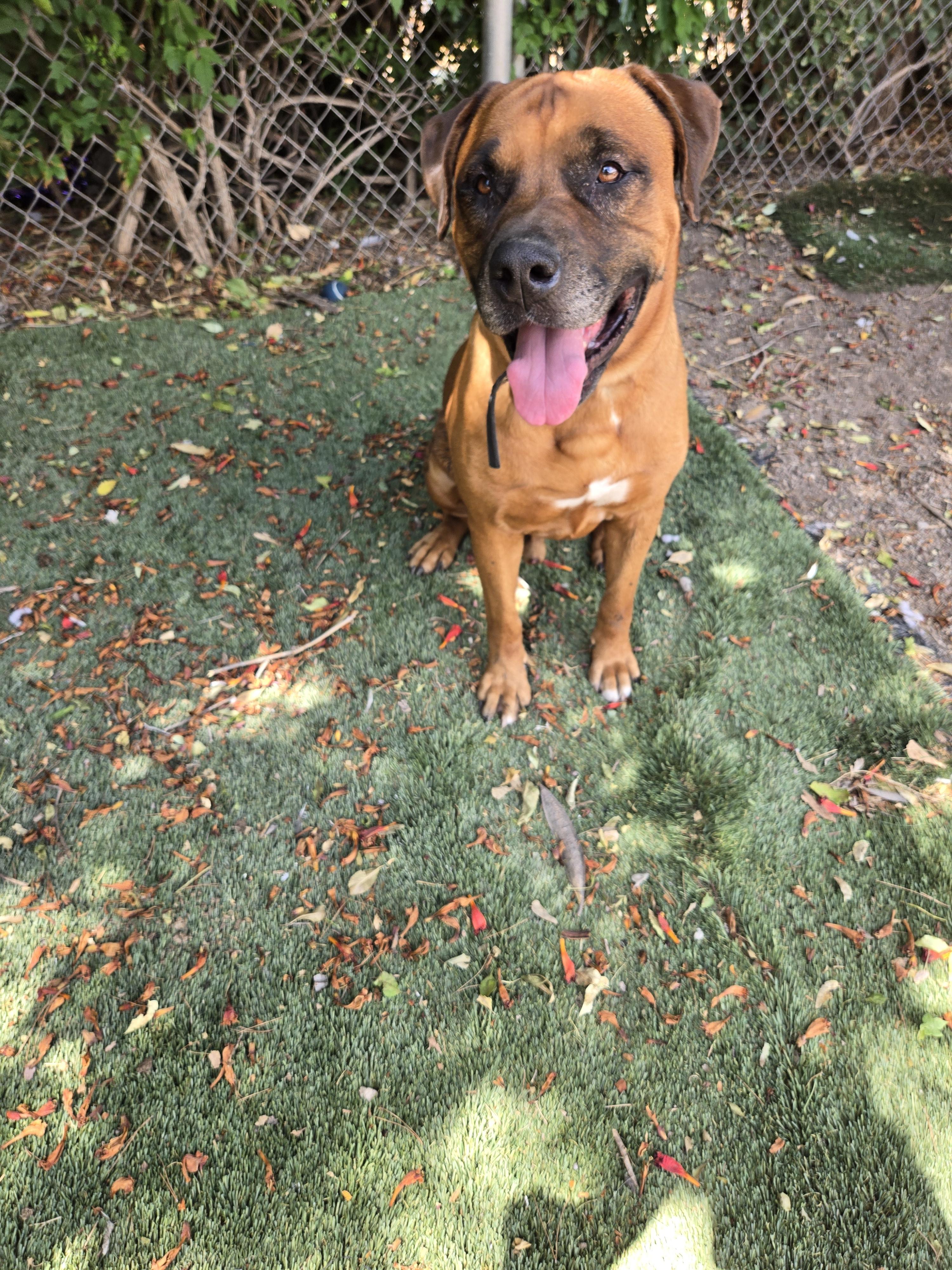 Enlarge Zeus, a Adopted mixed breed in Nogales, AZ image 4/4