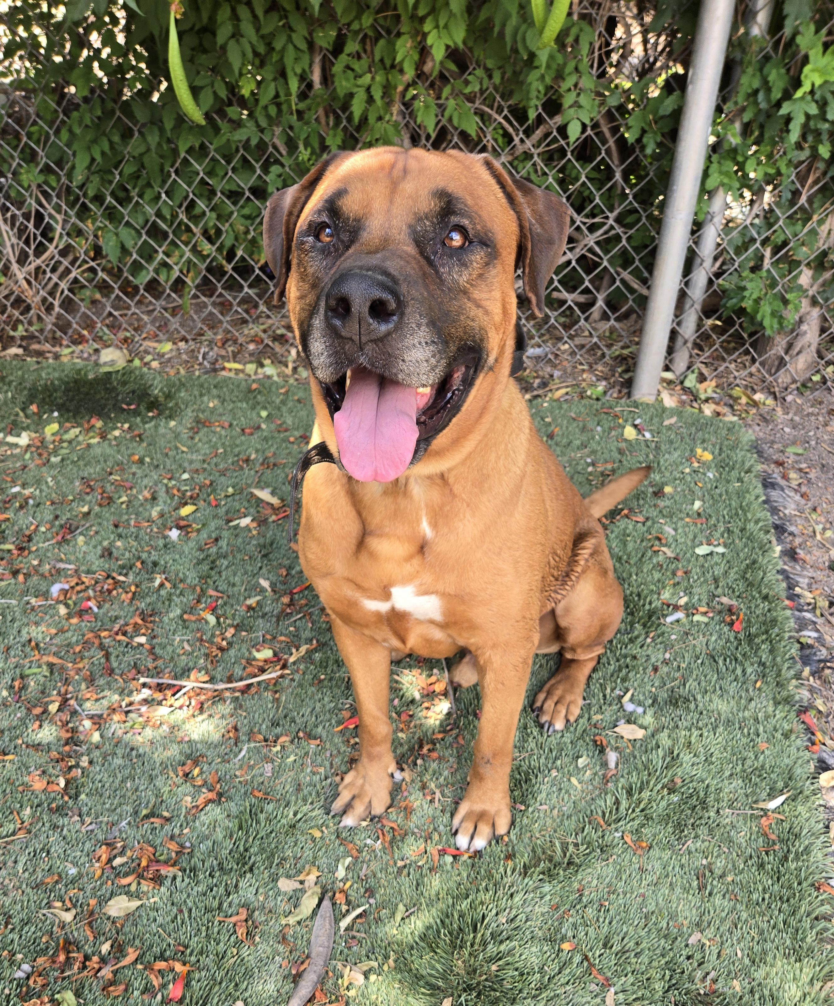 Enlarge Zeus, a Adopted mixed breed in Nogales, AZ image 3/4