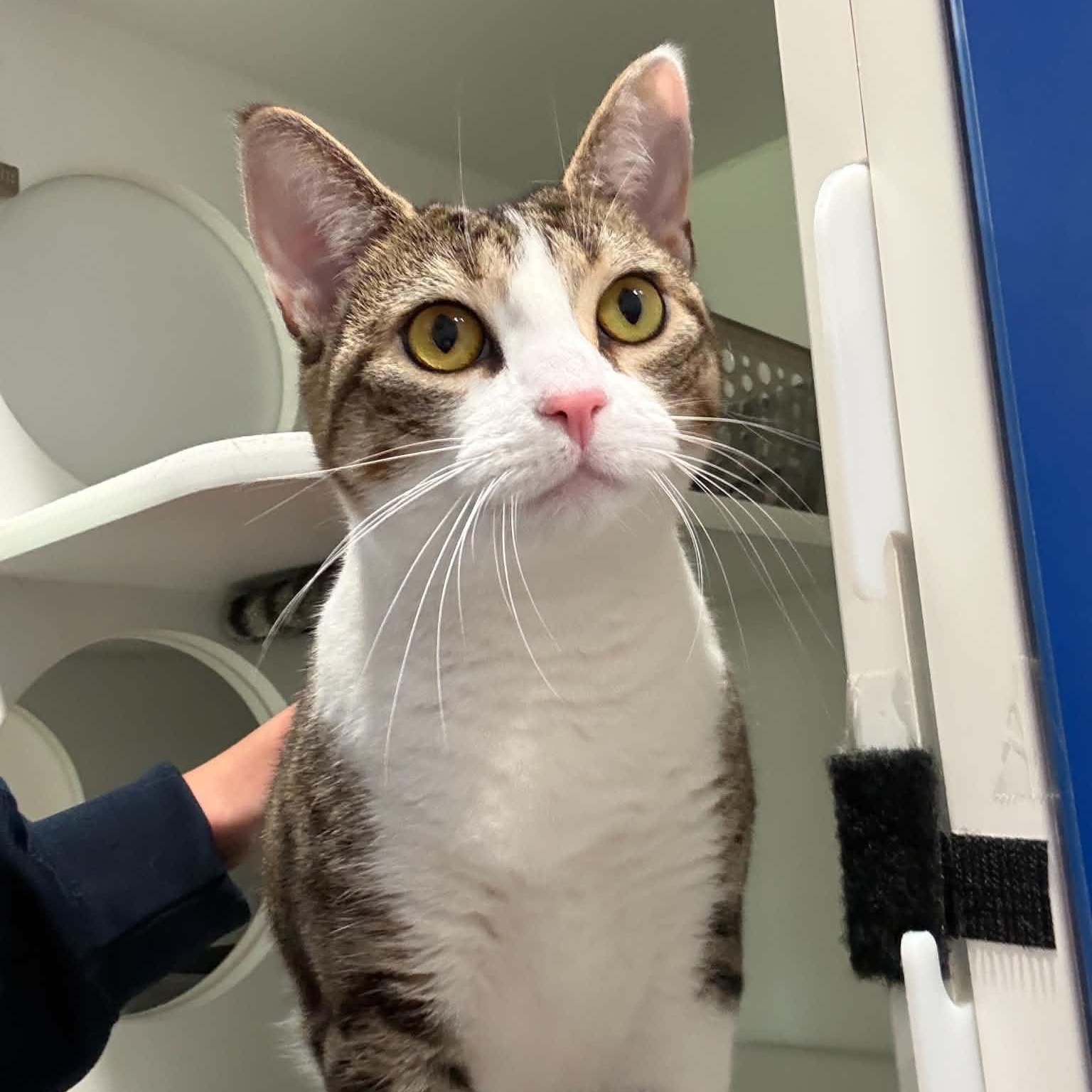 Vira, Adoptable, Young Female American Shorthair.