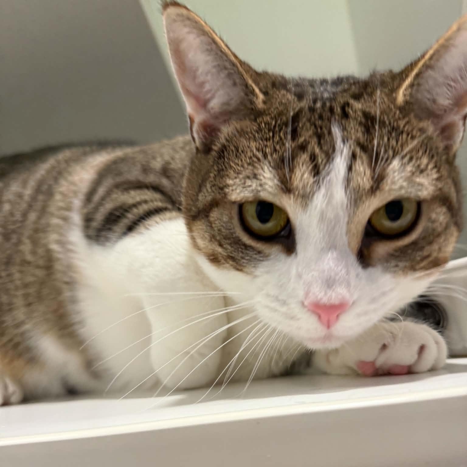 Enlarge Vira, a Adoptable American Shorthair in Danbury, CT image 2/2