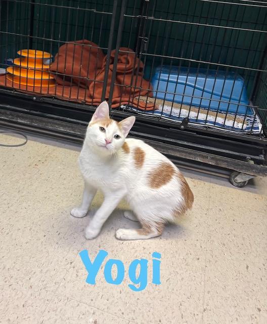 Enlarge Yogi, a ADOPTABLE American Shorthair in Perry, GA image 1/1