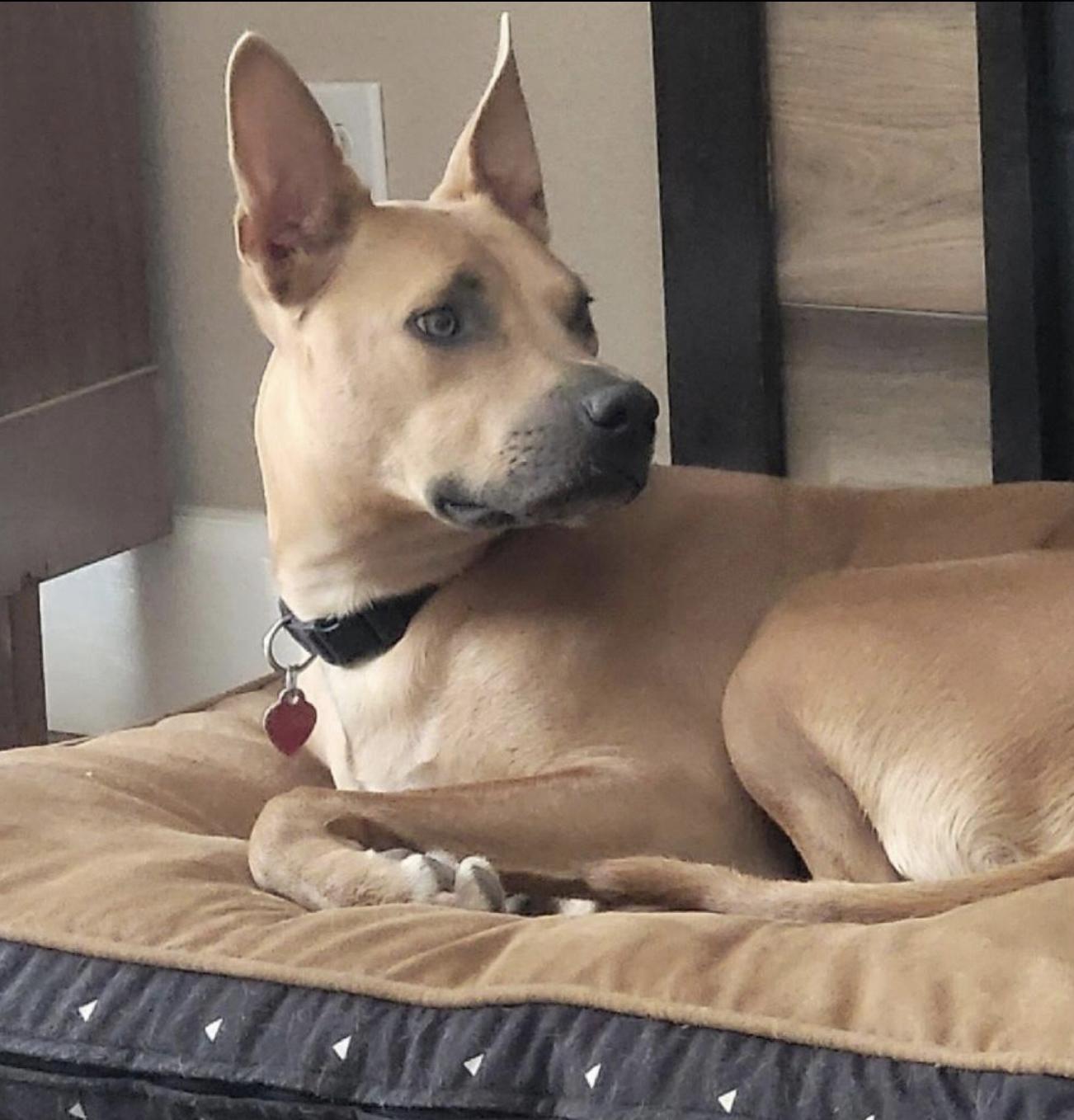 Buddy photo 2
