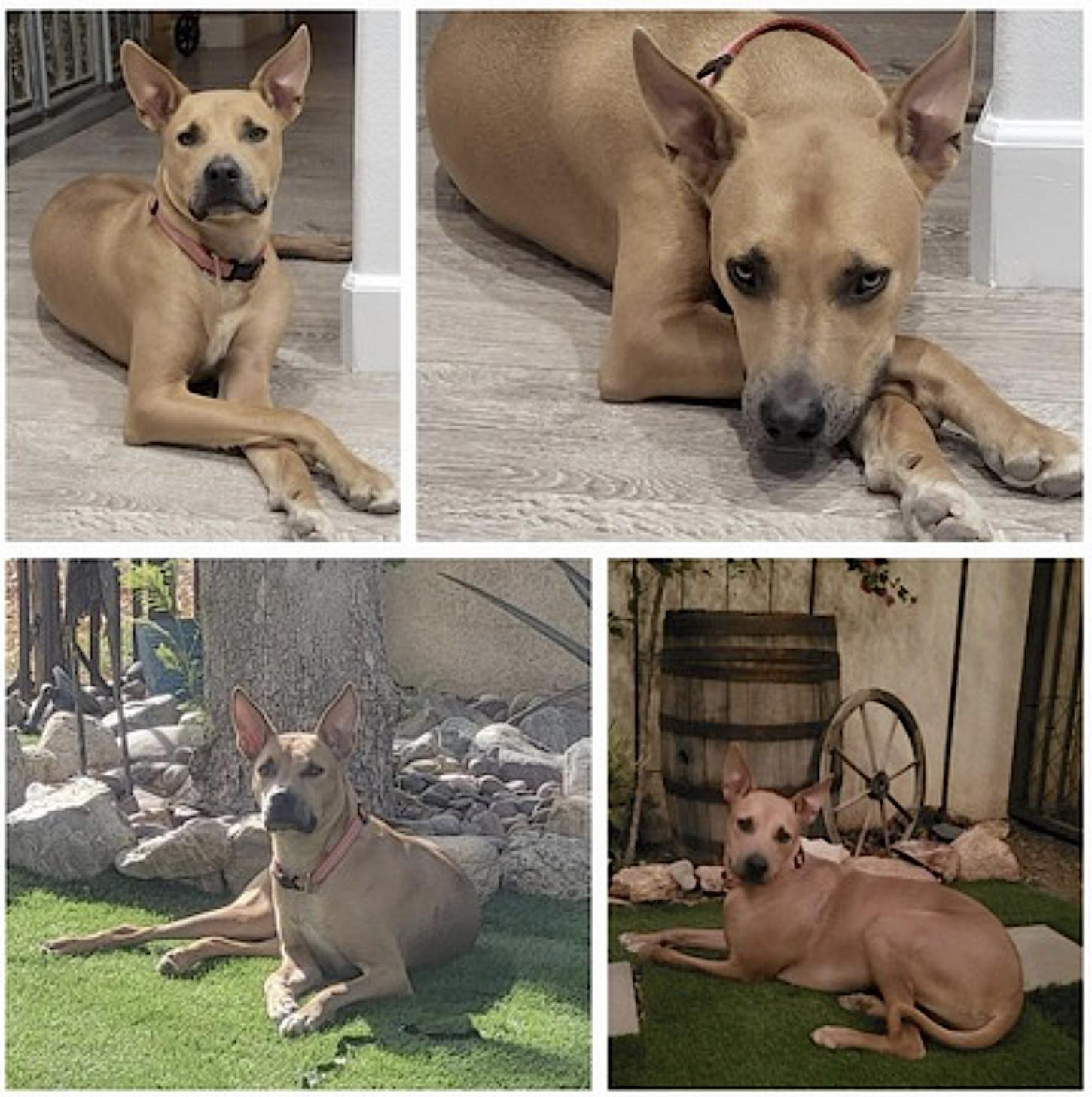 Buddy photo 4