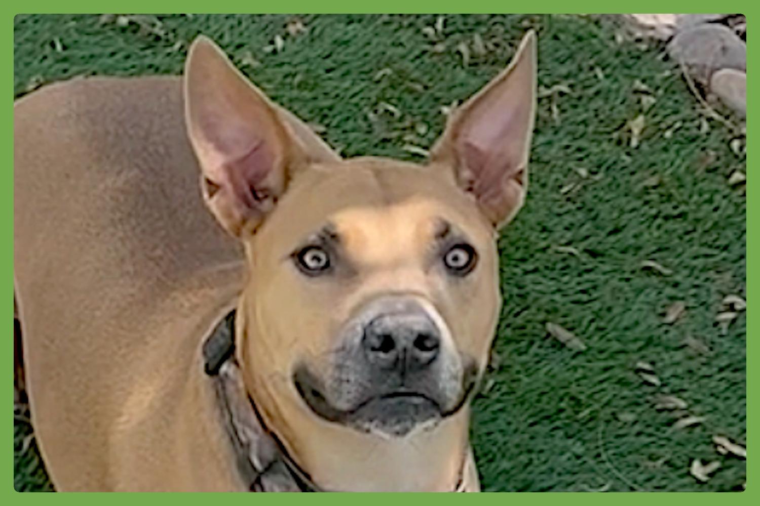 Buddy, Young Male unknown