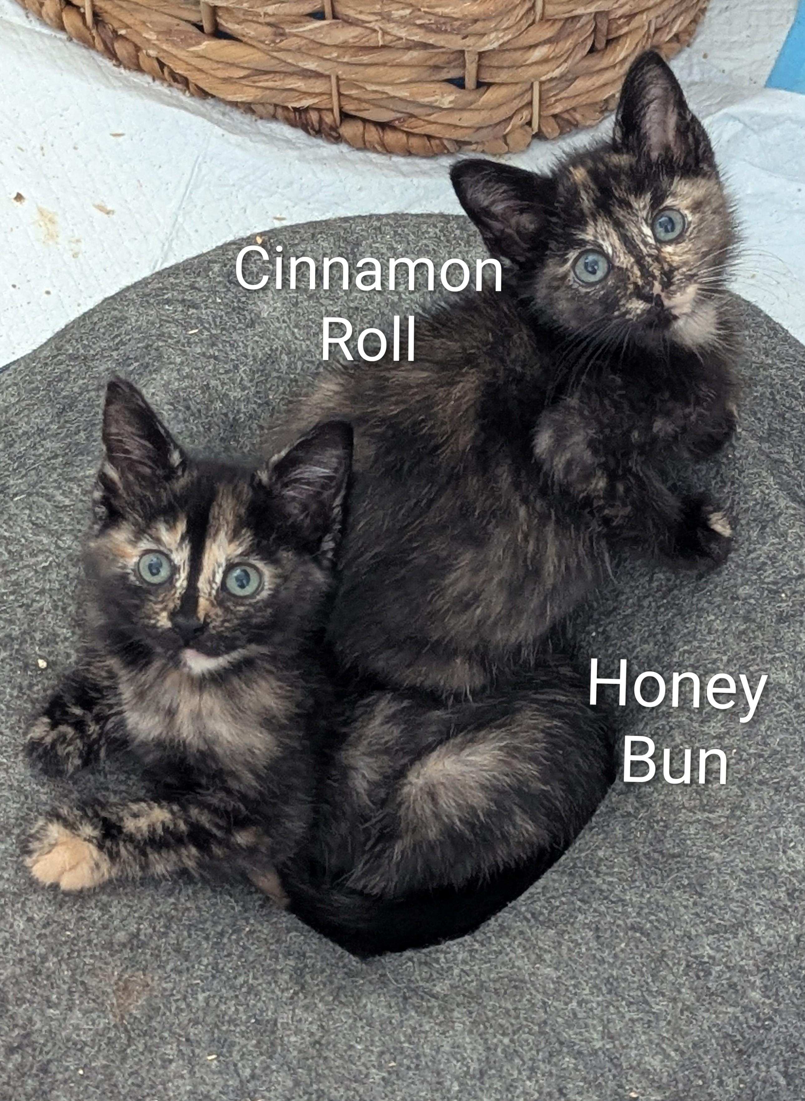 Honey Bun, an adoptable Domestic Short Hair in Fort Worth, TX image 2/5
