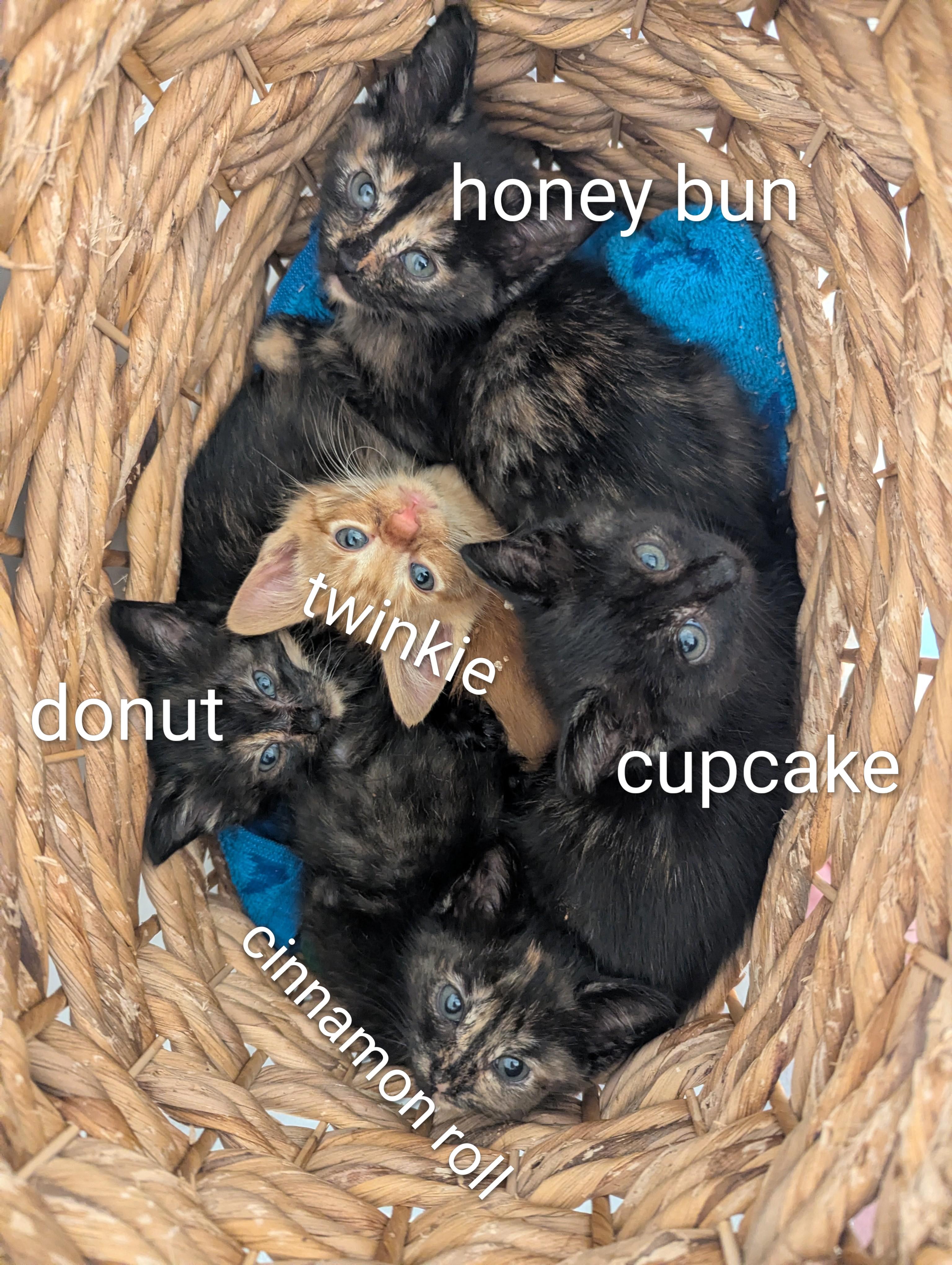 Honey Bun, an adoptable Domestic Short Hair in Fort Worth, TX image 3/5
