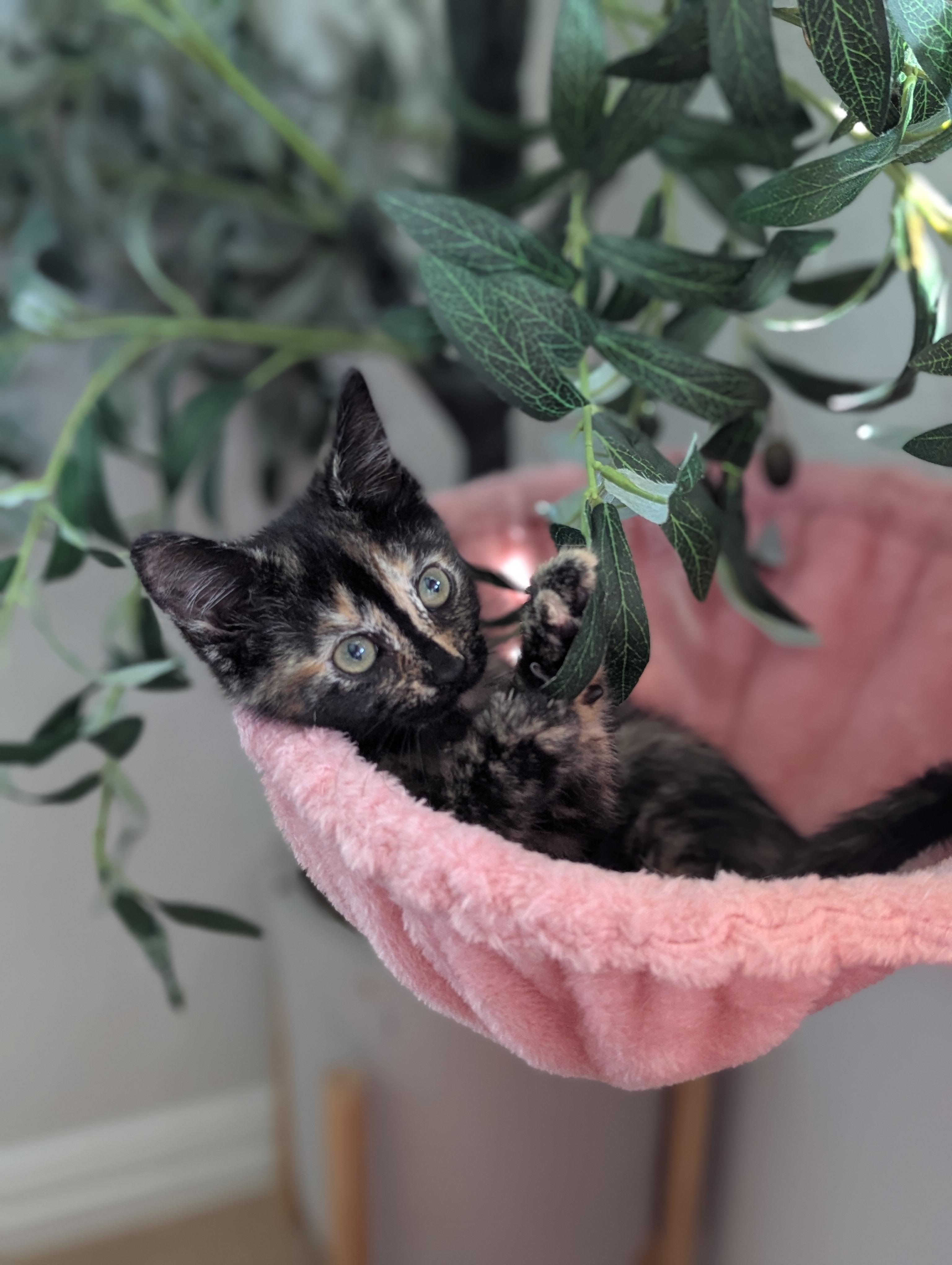 Honey Bun, an adoptable Domestic Short Hair in Fort Worth, TX image 5/5