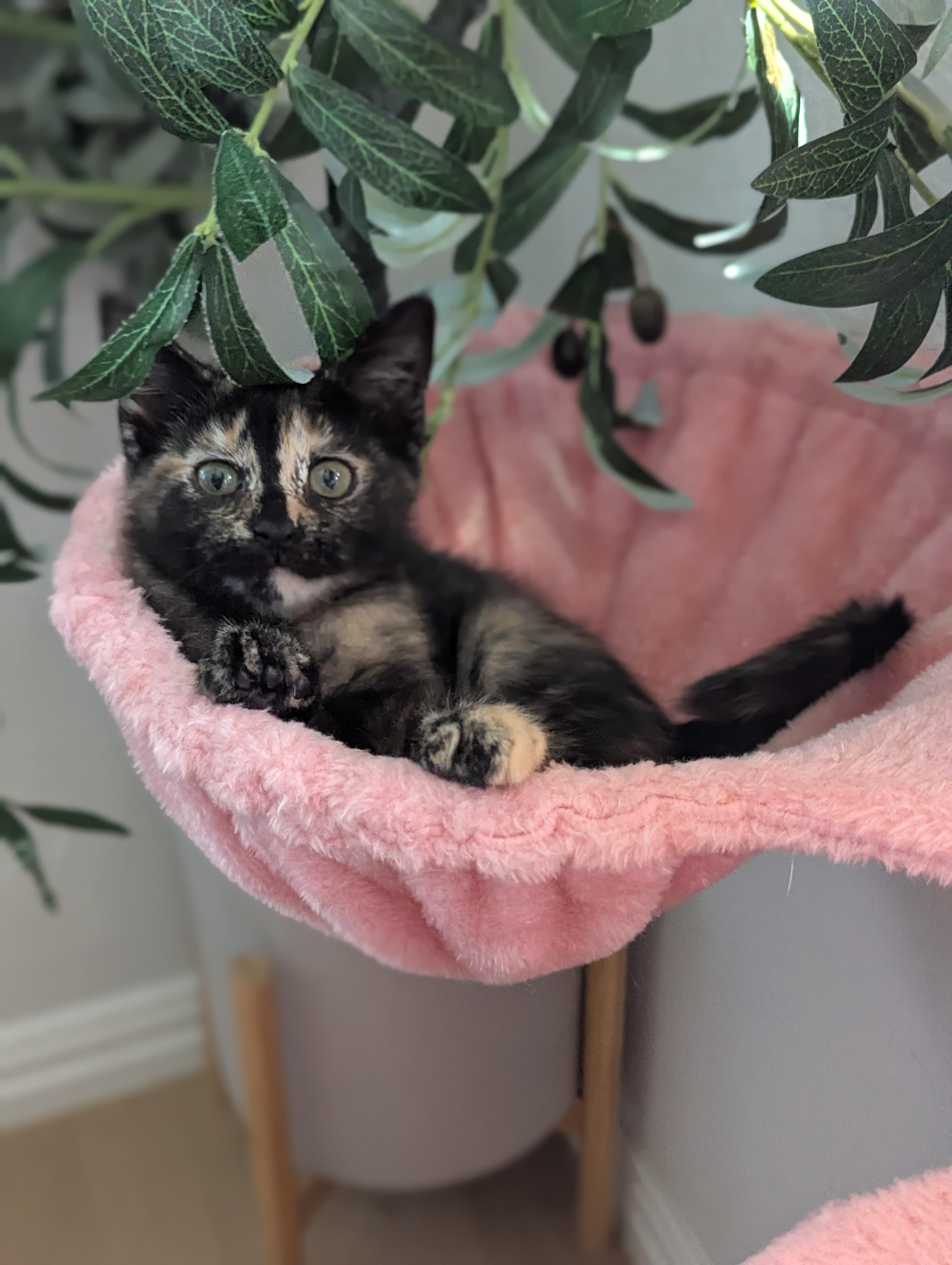 Honey Bun, an adoptable Domestic Short Hair in Fort Worth, TX image 4/5