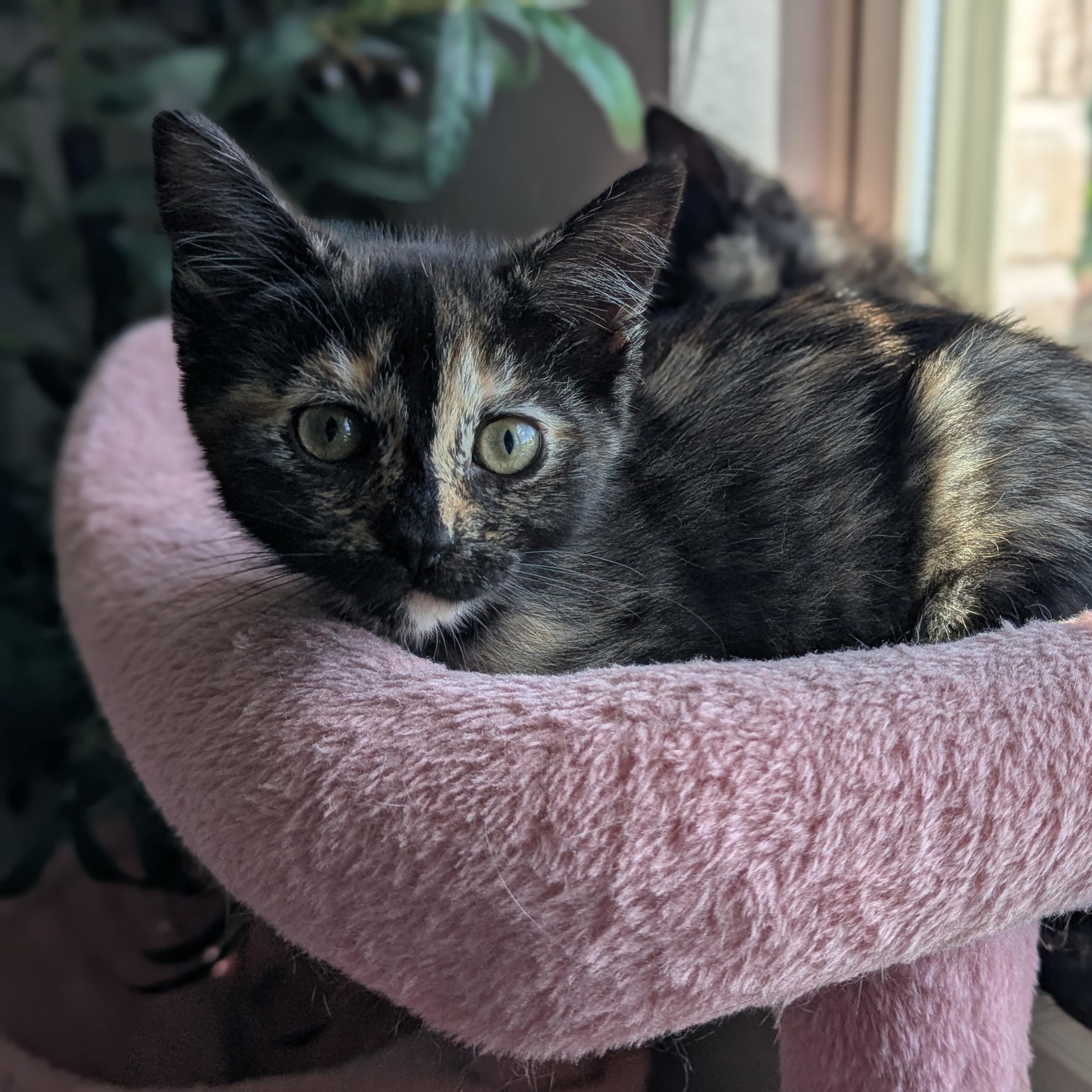 Honey Bun, an adoptable Domestic Short Hair in Fort Worth, TX image 1/5