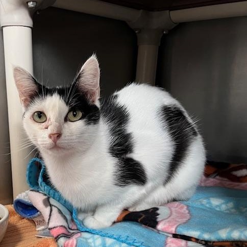 Enlarge Moolissa, a ADOPTABLE Domestic Short Hair in Honesdale, PA image 1/3