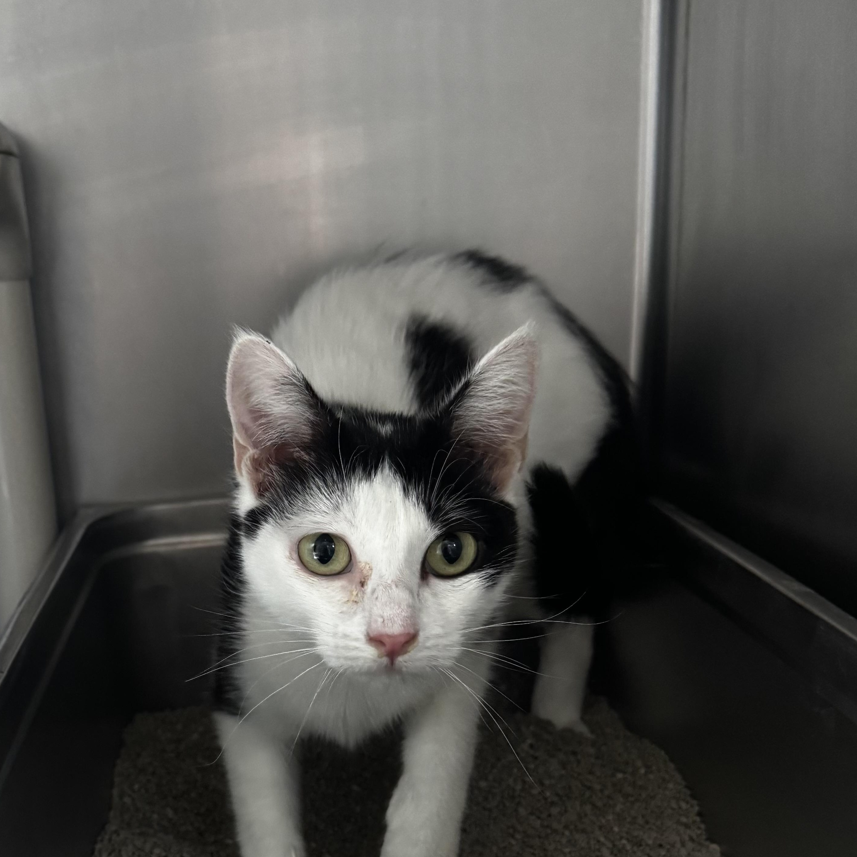 Enlarge Moolissa, a ADOPTABLE Domestic Short Hair in Honesdale, PA image 3/3