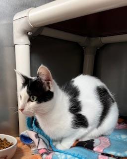 Enlarge Moolissa, a ADOPTABLE Domestic Short Hair in Honesdale, PA image 2/3