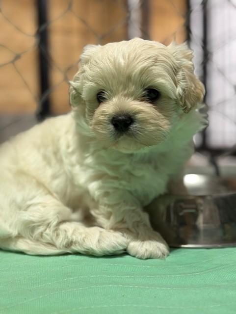Gravy, Adopted, Young Male Shih Tzu.