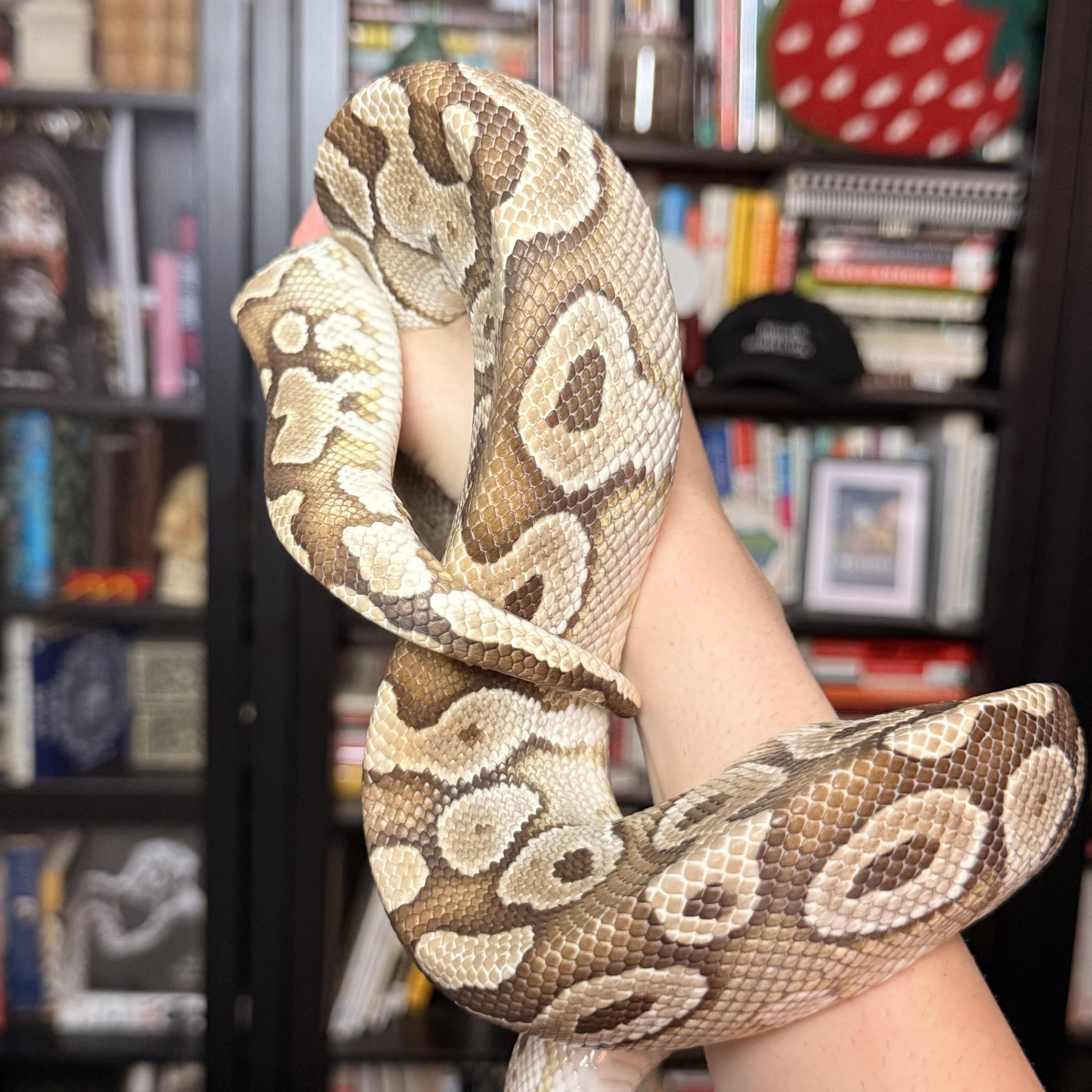 Enlarge Chocolate Milk, a ADOPTABLE Ball Python in JACKSON, NJ image 2/4