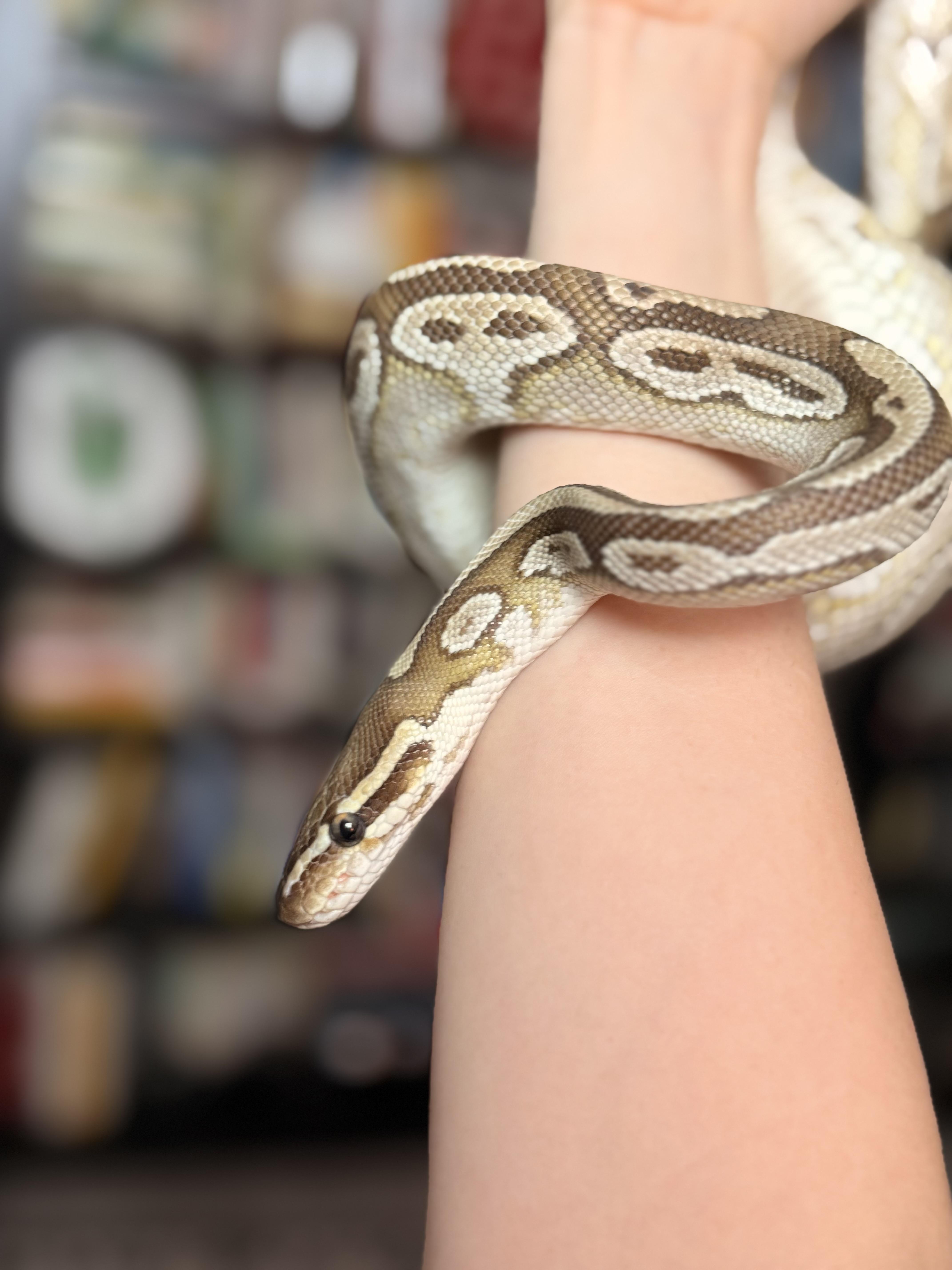 Chocolate Milk, ADOPTABLE, Adult Male Ball Python.