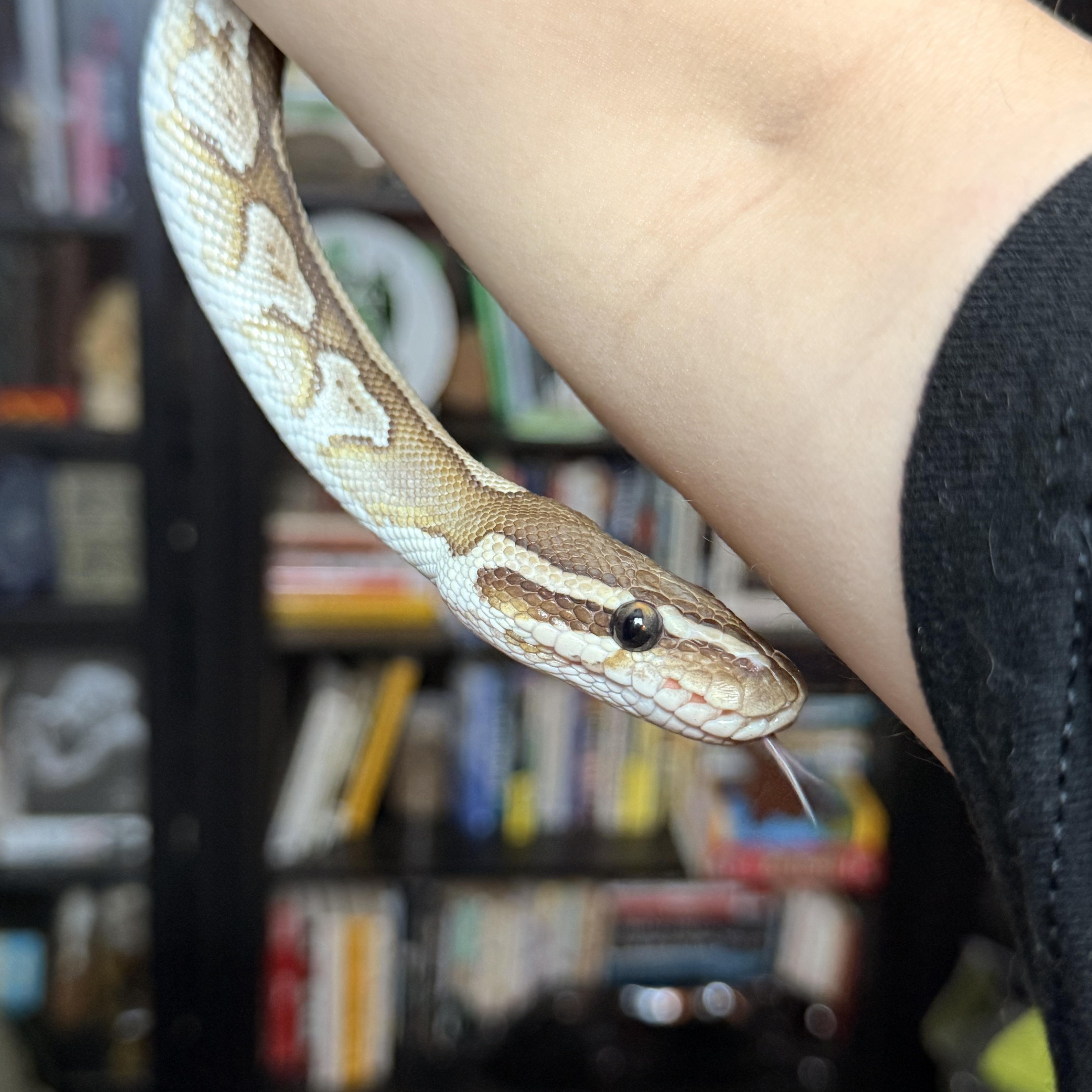 Enlarge Chocolate Milk, a ADOPTABLE Ball Python in JACKSON, NJ image 3/4