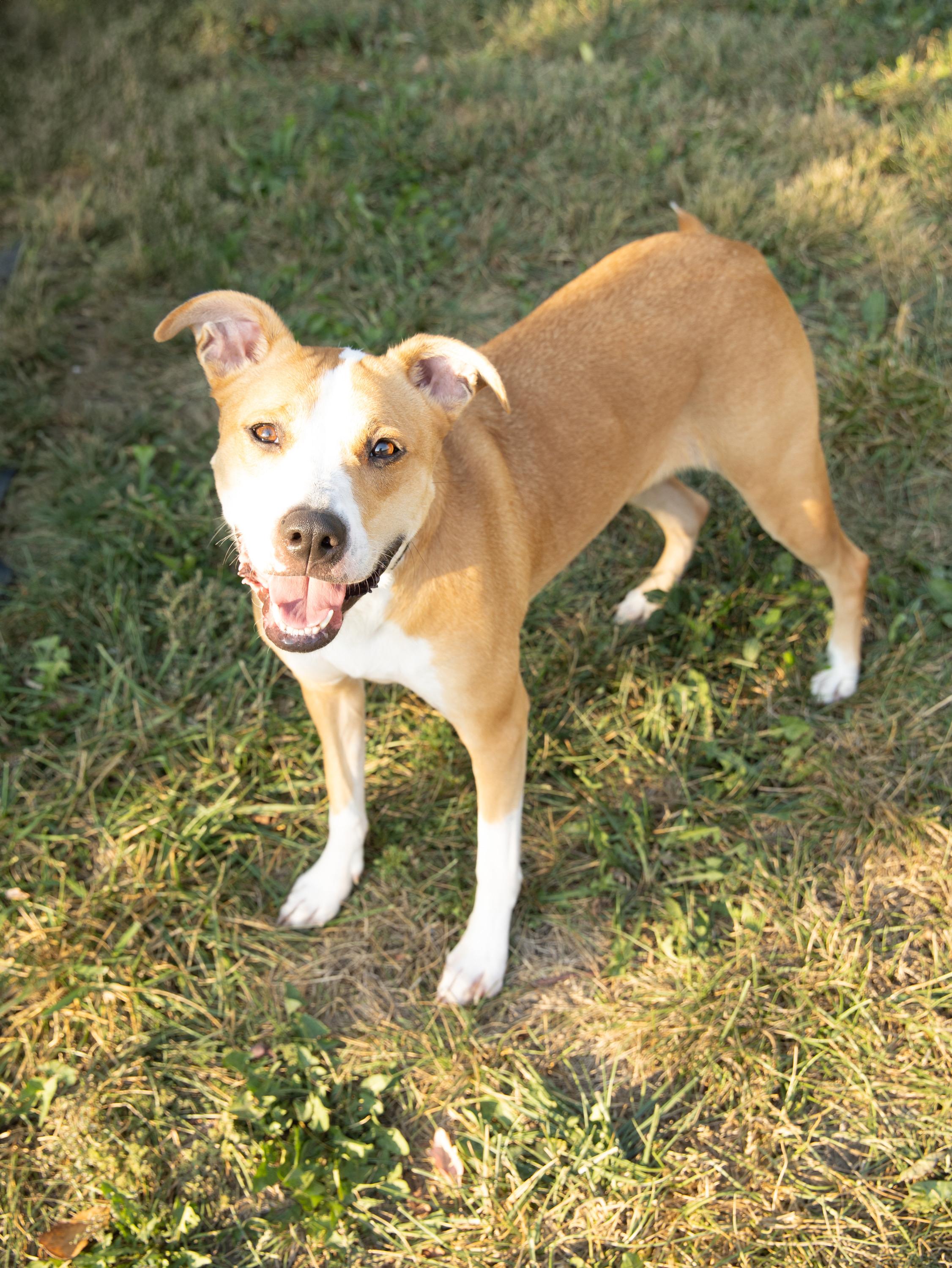 Cheddar, Adoptable, Adult Female Boxer.