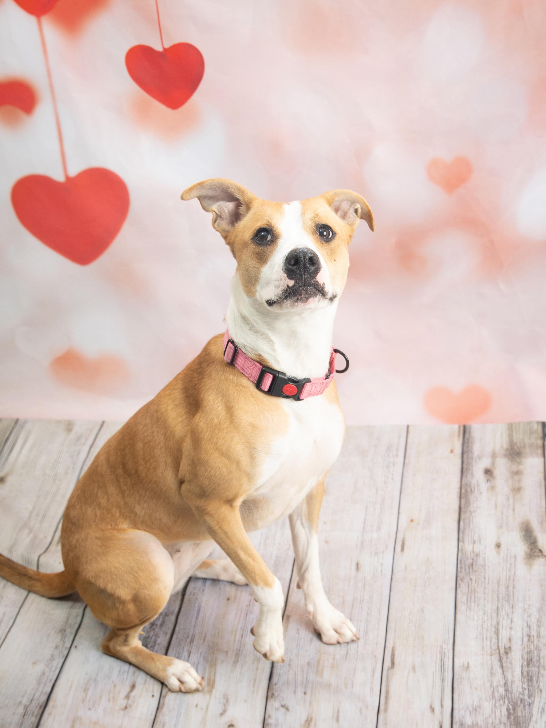 Enlarge Cheddar, a Adoptable mixed breed in Blue Springs, MO image 3/6