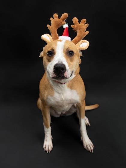 Enlarge Cheddar, a Adoptable mixed breed in Blue Springs, MO image 2/6