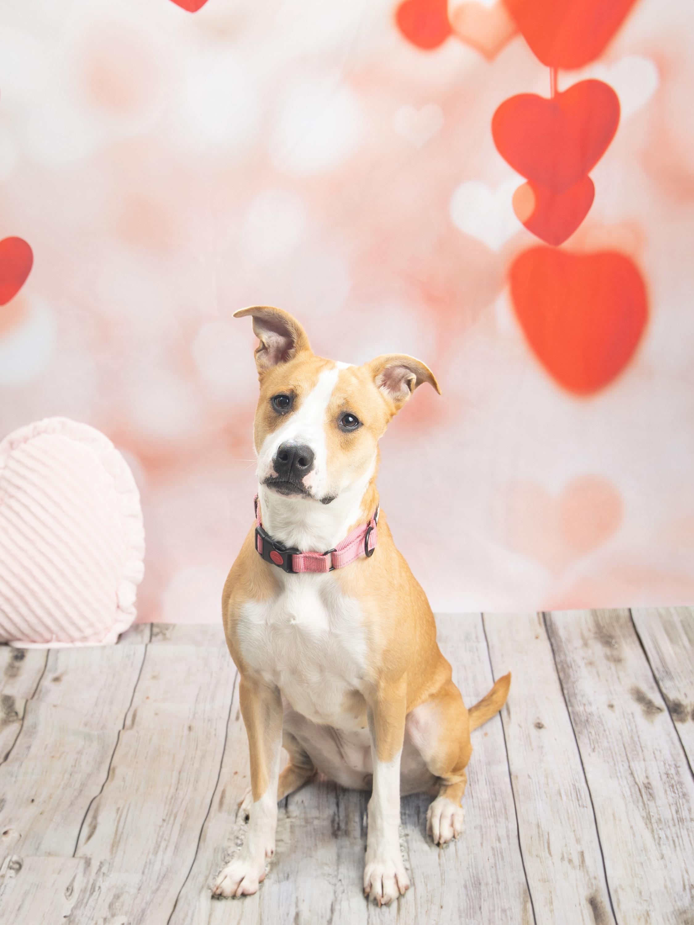 Enlarge Cheddar, a Adoptable mixed breed in Blue Springs, MO image 1/6