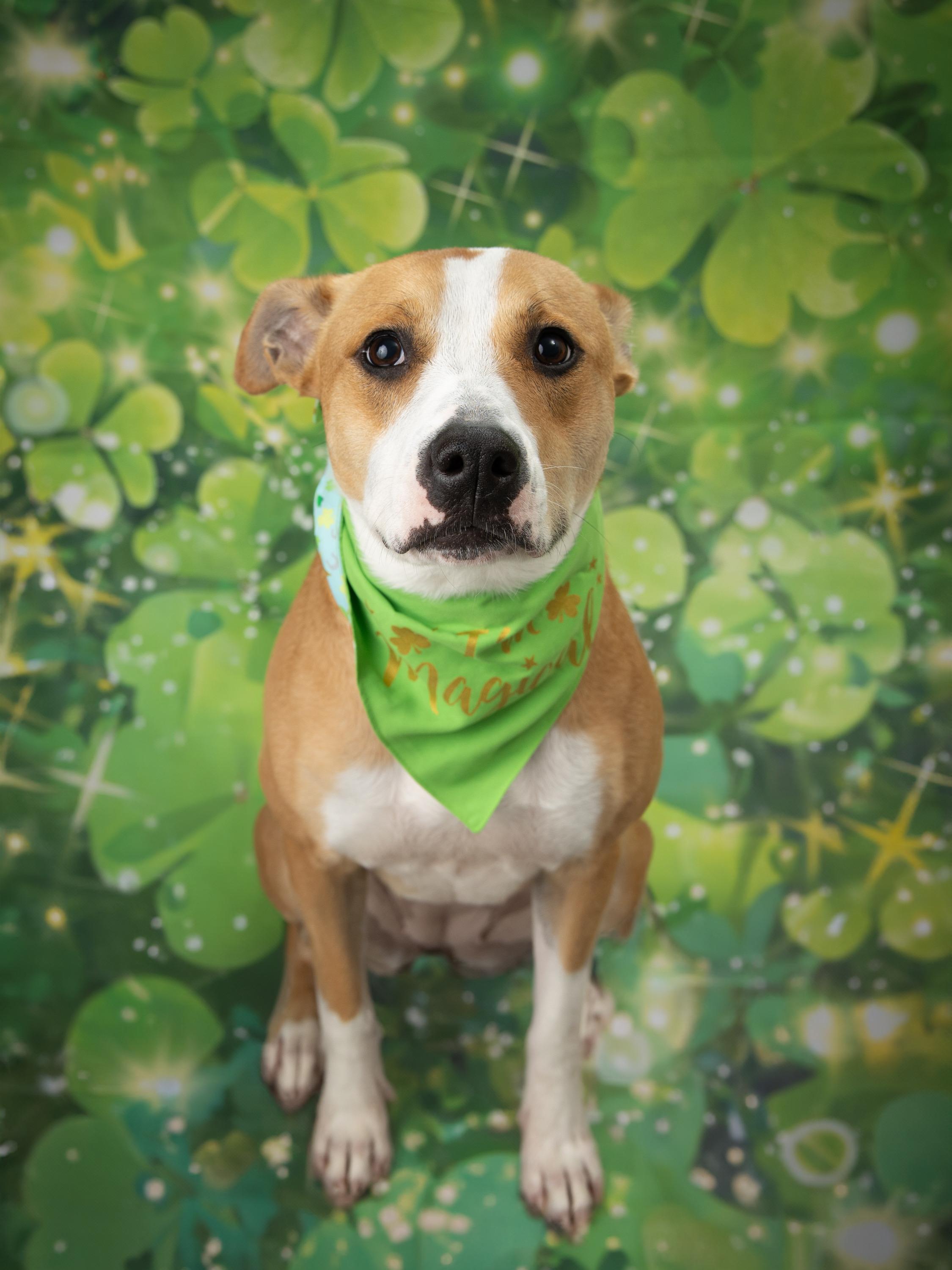 Enlarge Cheddar, a Adoptable mixed breed in Blue Springs, MO image 2/6