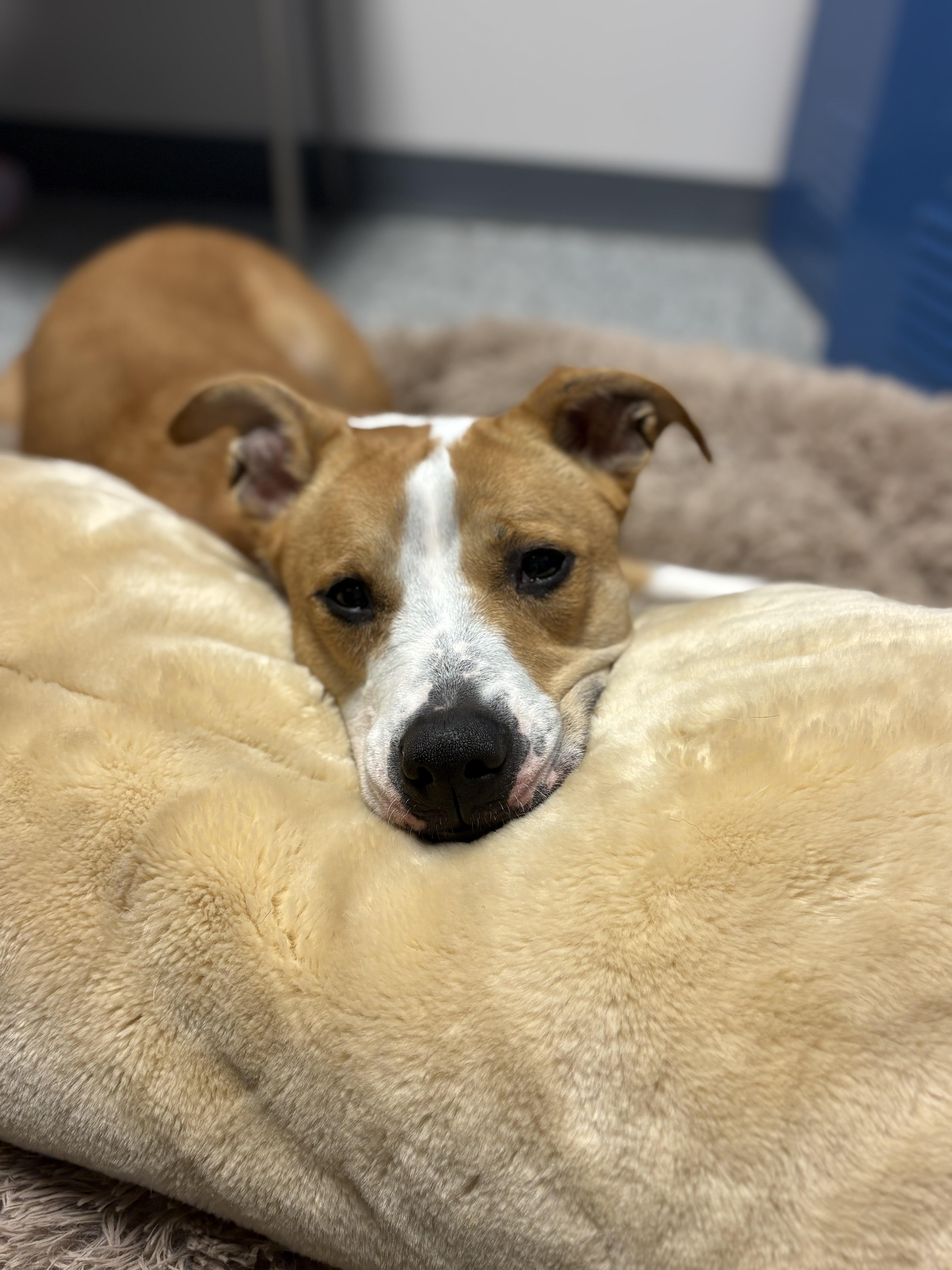 Cheddar, Adoptable, Adult Female Boxer.