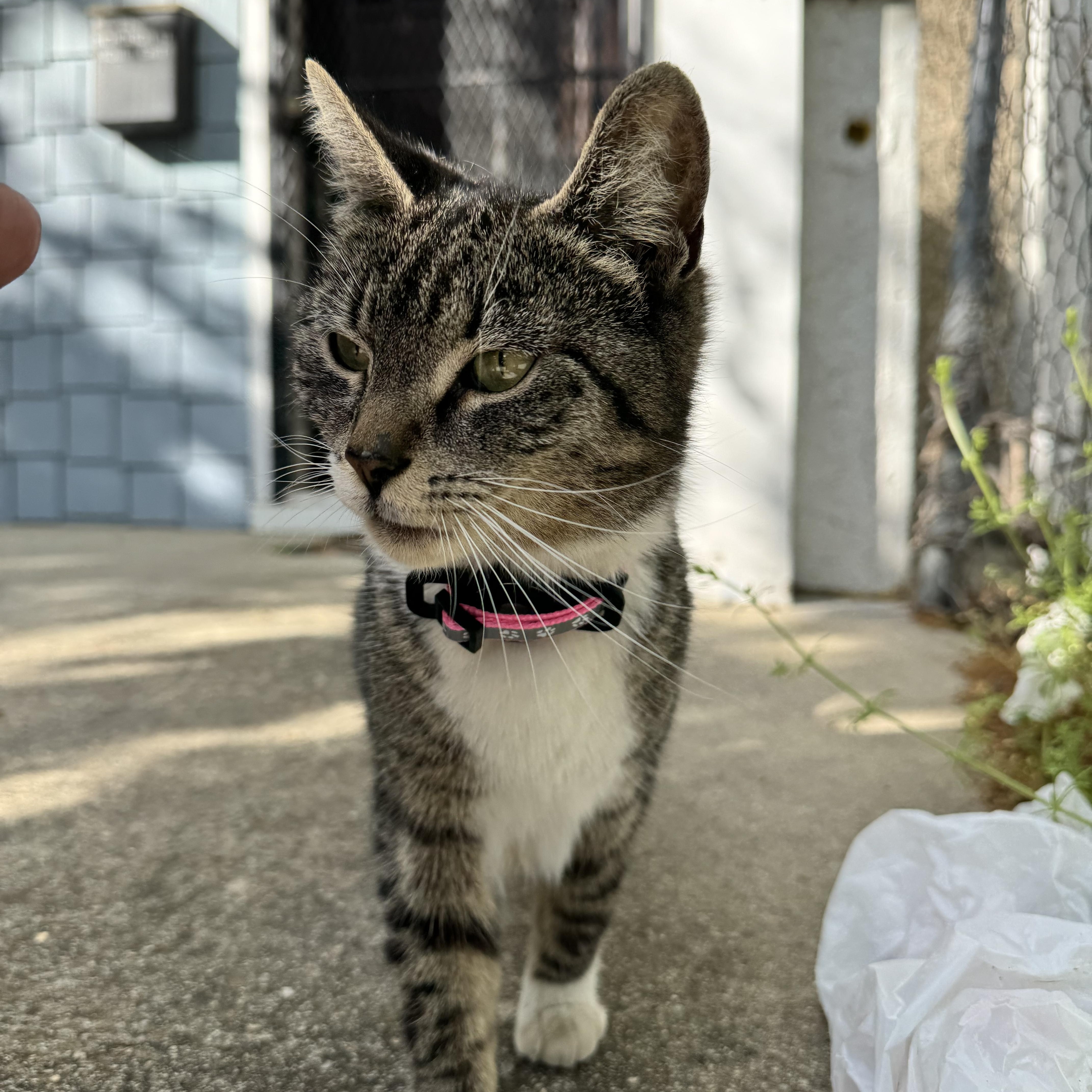 Tiramisu, ADOPTABLE, Young Female American Shorthair.