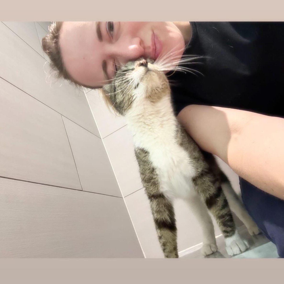 Enlarge Tiramisu, a ADOPTABLE American Shorthair in Washington, DC image 2/2