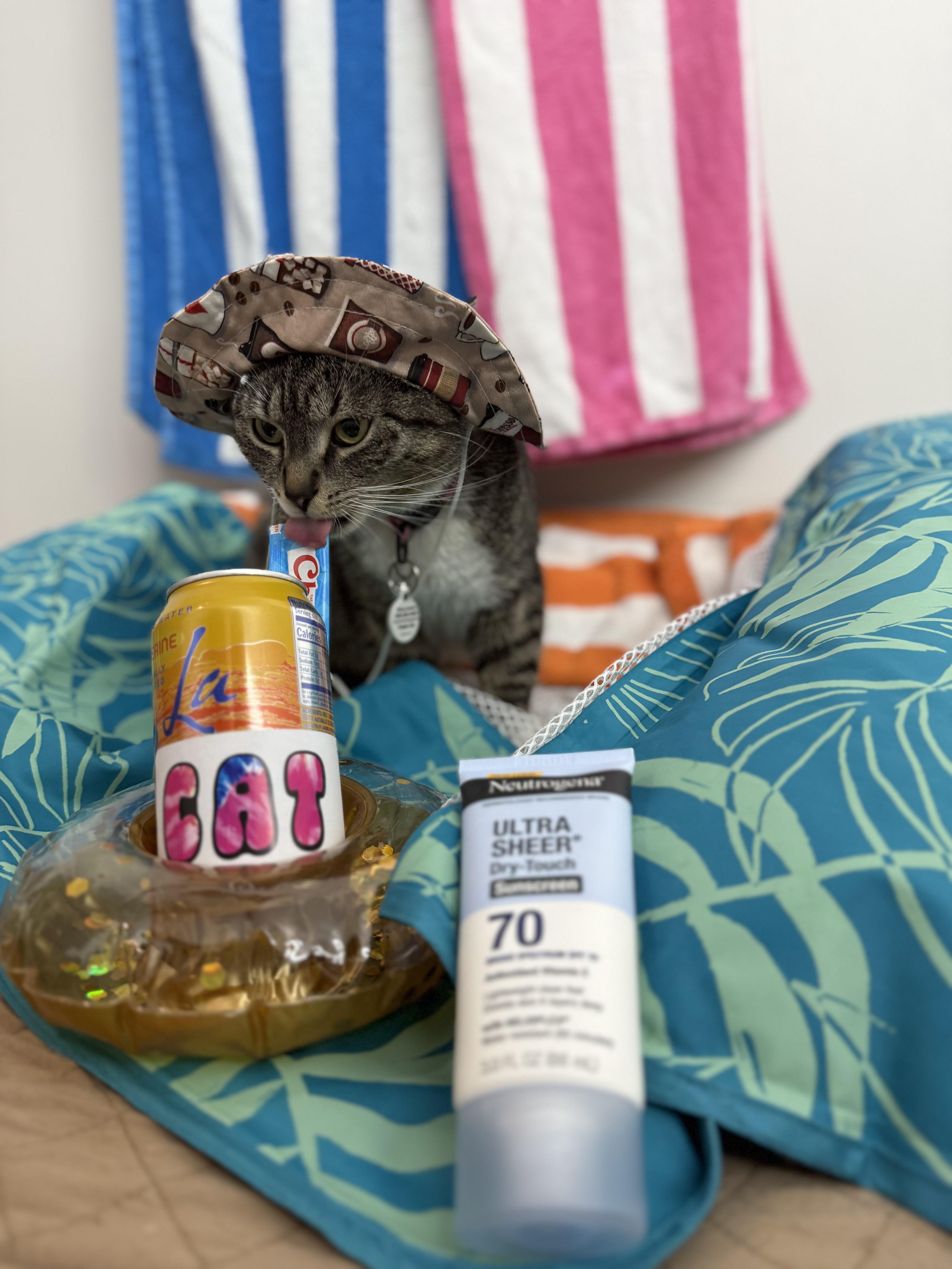 Tiramisu, adopted, Young Female American Shorthair.