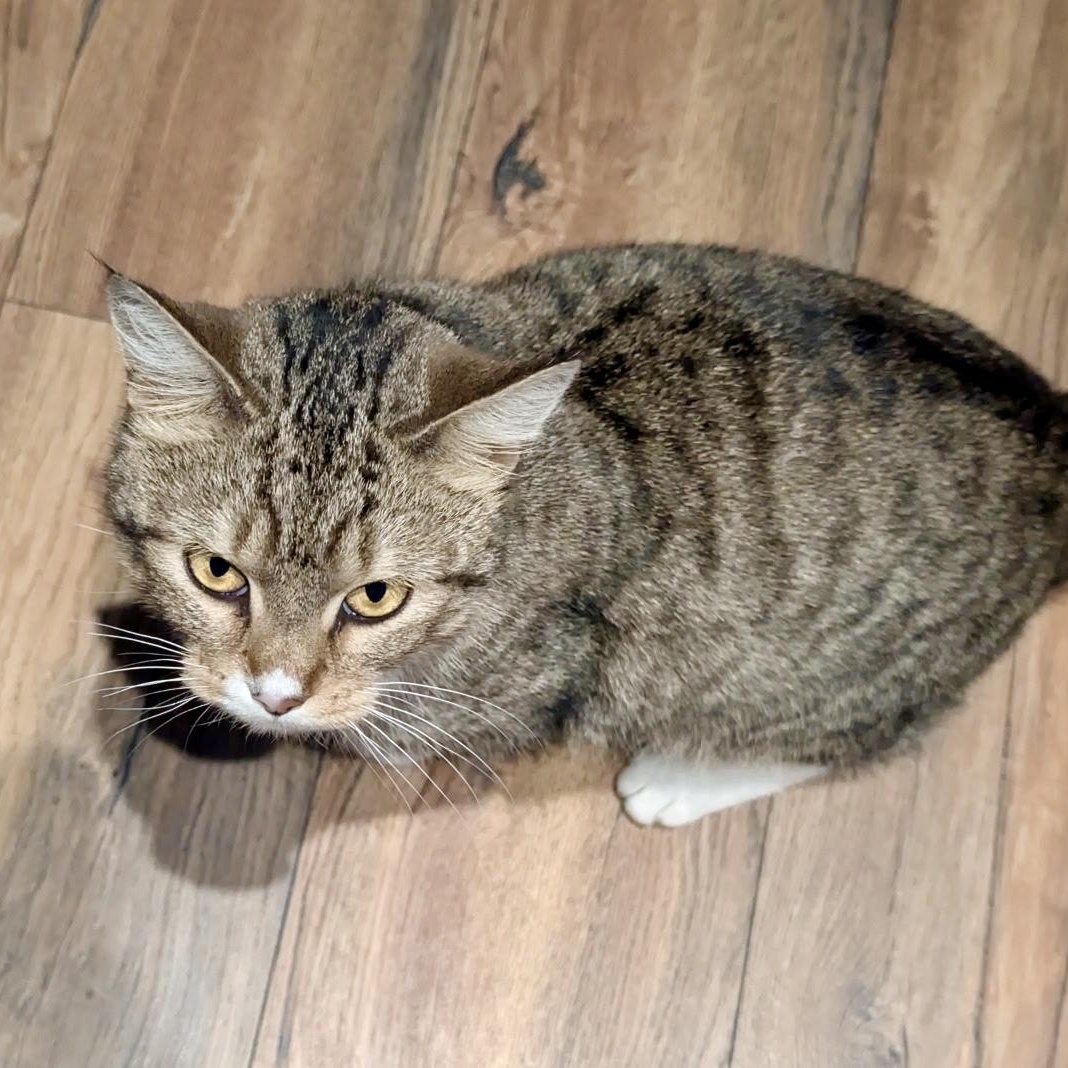 Enlarge Kiera, a Adoptable Domestic Short Hair in Richmond, VA image 2/2