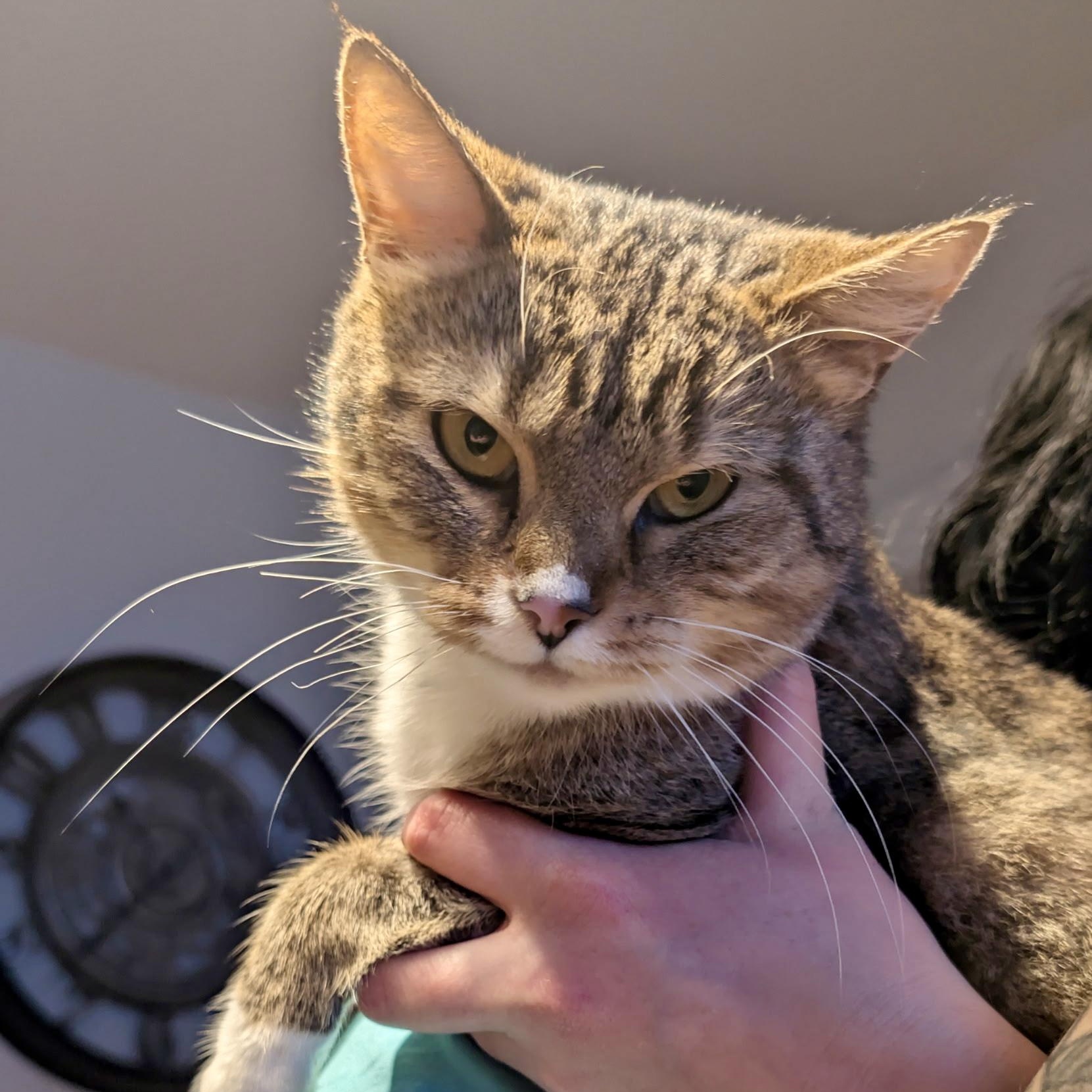 Kiera, Adoptable, Young Female Domestic Short Hair.