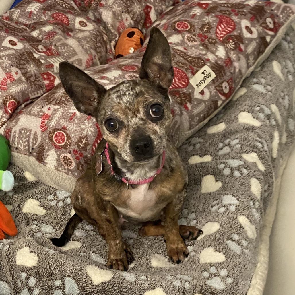 Enlarge Myrtle, a Adoptable mixed breed in Delaware, OH image 1/5