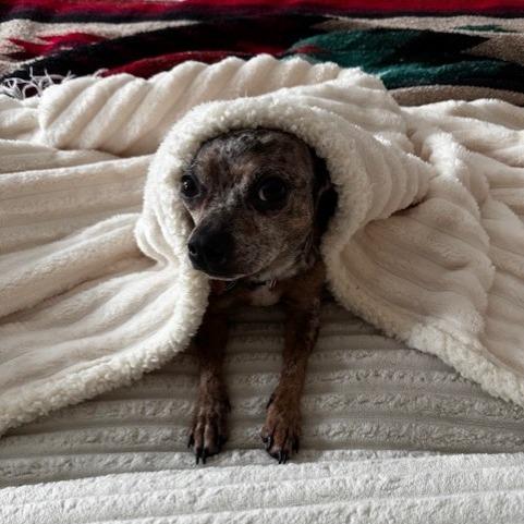 Enlarge Myrtle, a Adoptable mixed breed in Delaware, OH image 2/5