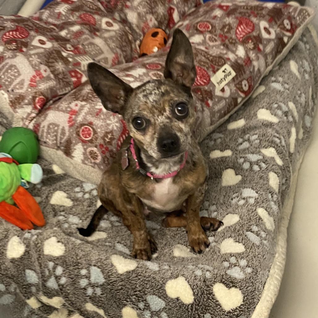 Enlarge Myrtle, a Adoptable mixed breed in Delaware, OH image 3/5