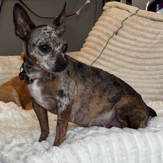 Enlarge Myrtle, a Adoptable mixed breed in Delaware, OH image 4/5