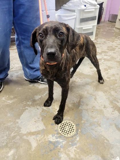 Enlarge Winnie, a Adoptable mixed breed in Spruce Pine, NC image 1/1