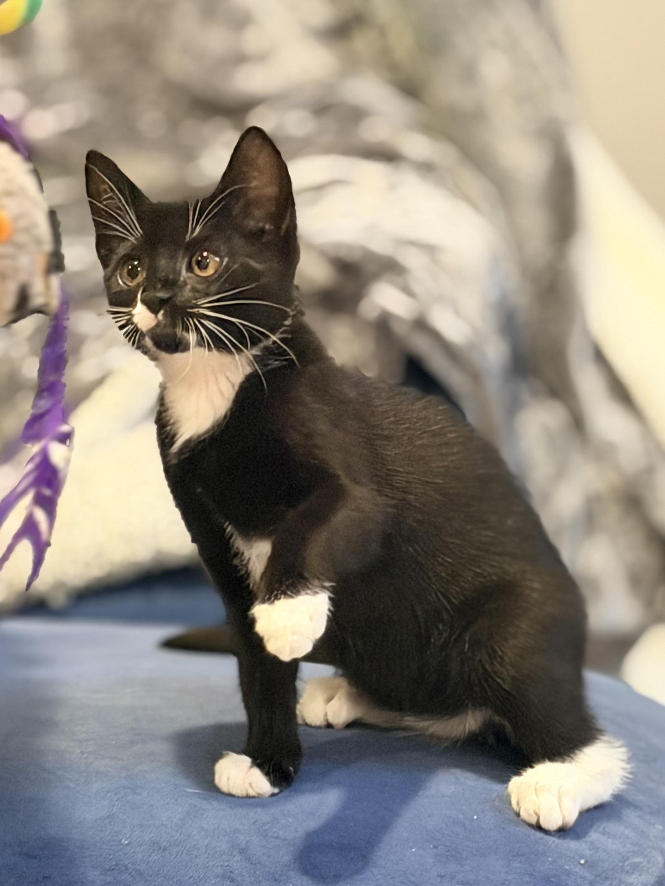 Enlarge Biscuit, Bella, Salem & Smush, a ADOPTABLE mixed breed in Clifton, NJ image 2/4