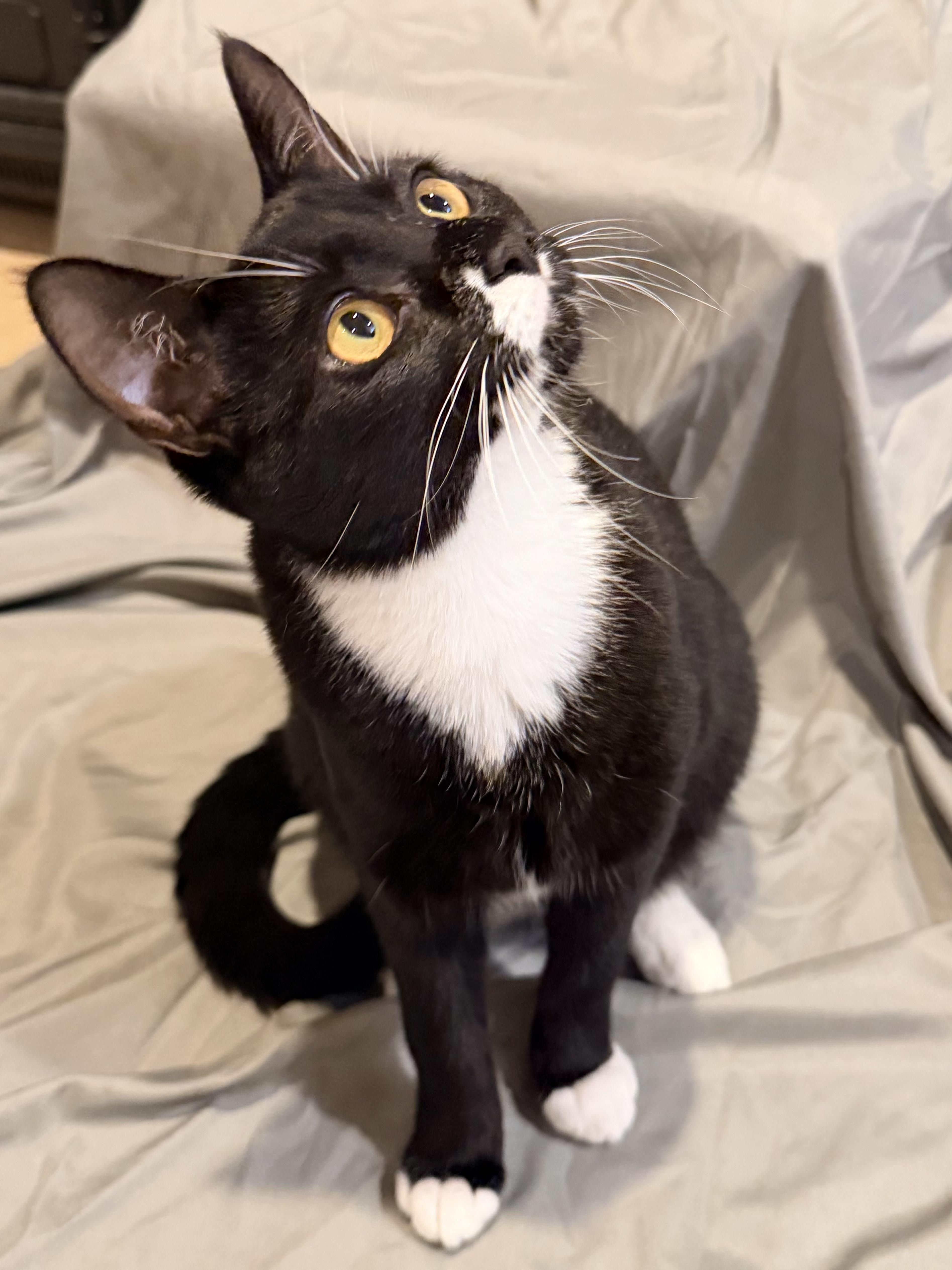 Enlarge Biscuit and Bella, a Adoptable mixed breed in Clifton, NJ image 2/5