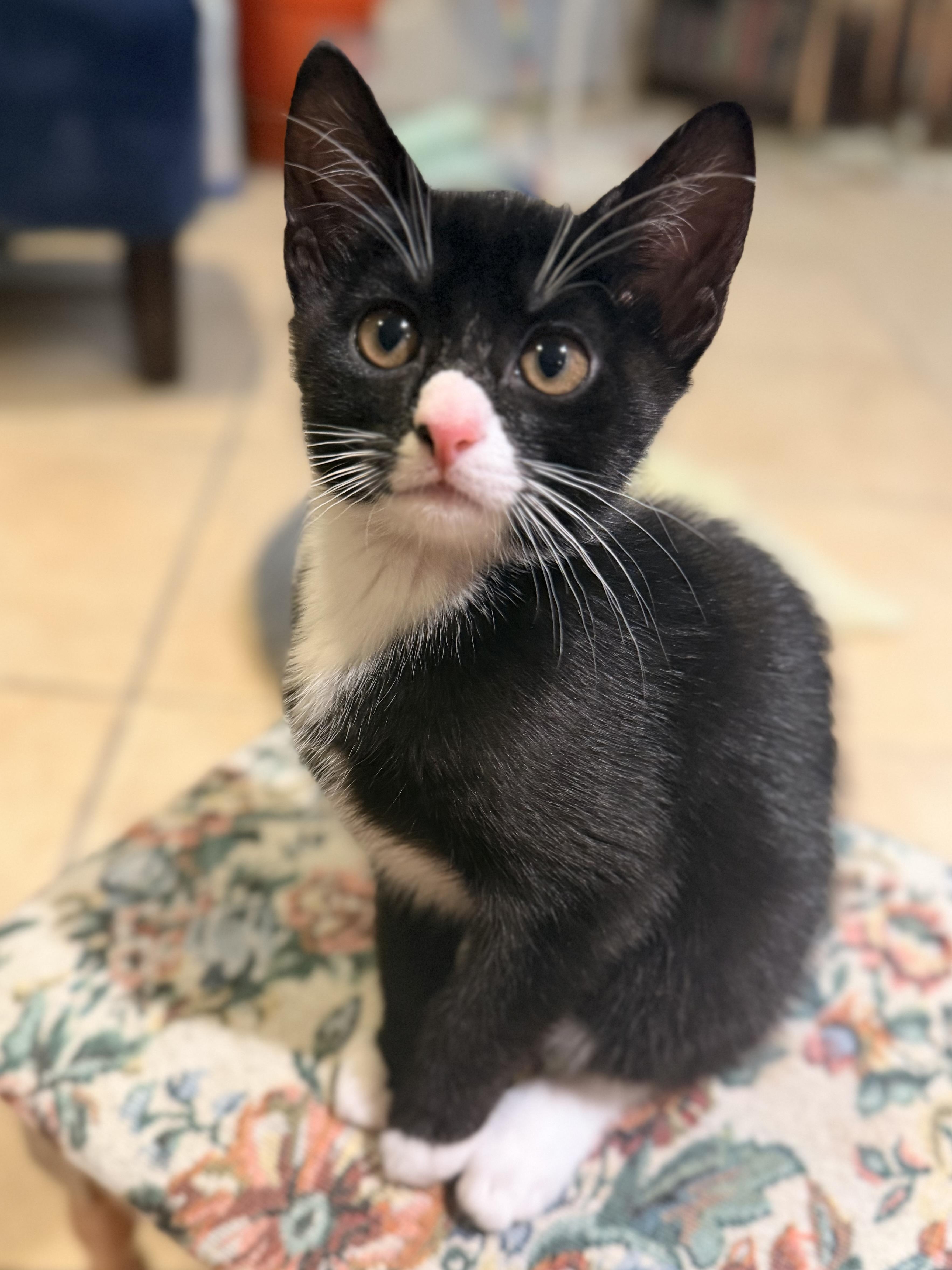 Enlarge Biscuit, Bella, Salem & Smush, a ADOPTABLE mixed breed in Clifton, NJ image 3/4
