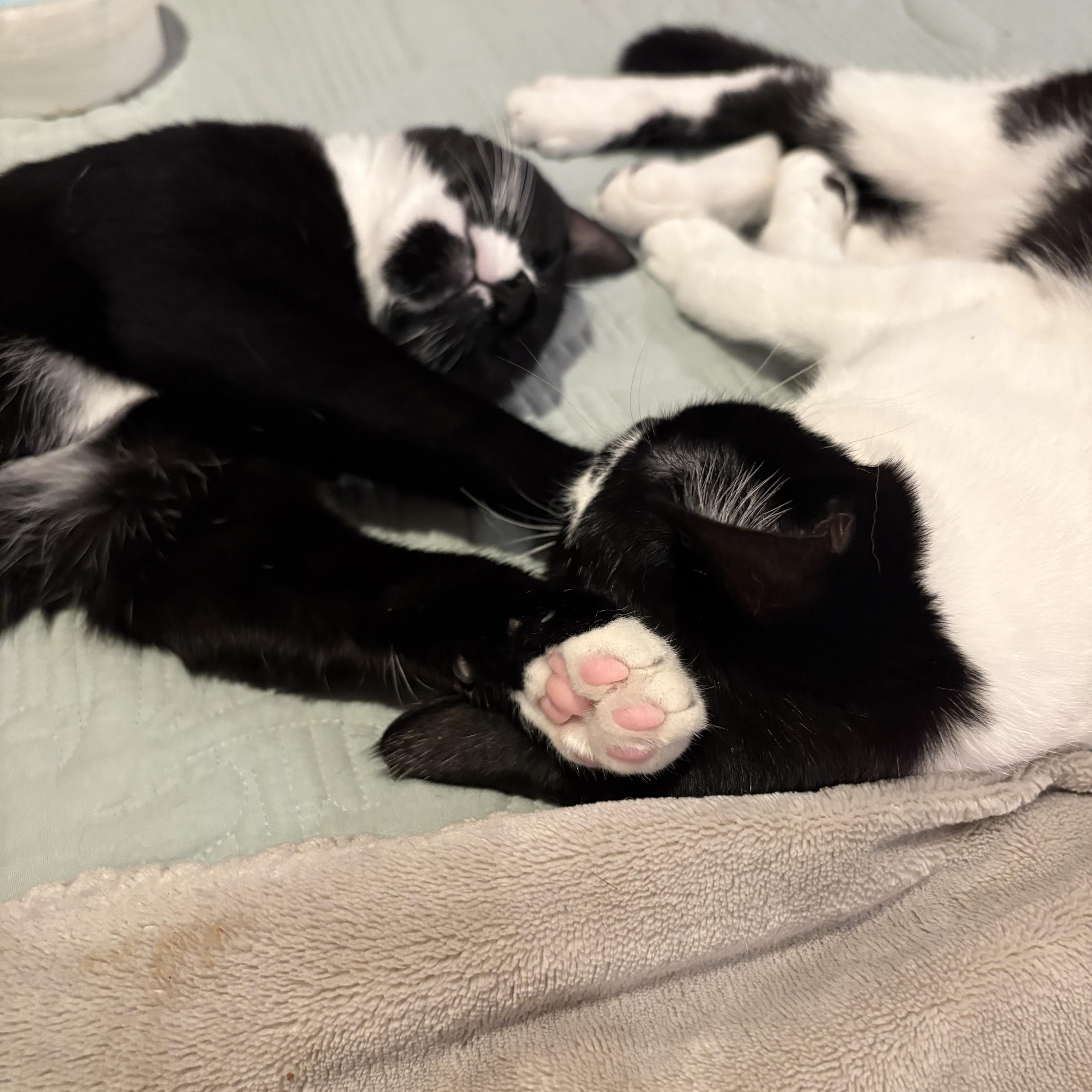Enlarge Biscuit and Bella, a Adoptable mixed breed in Clifton, NJ image 5/5