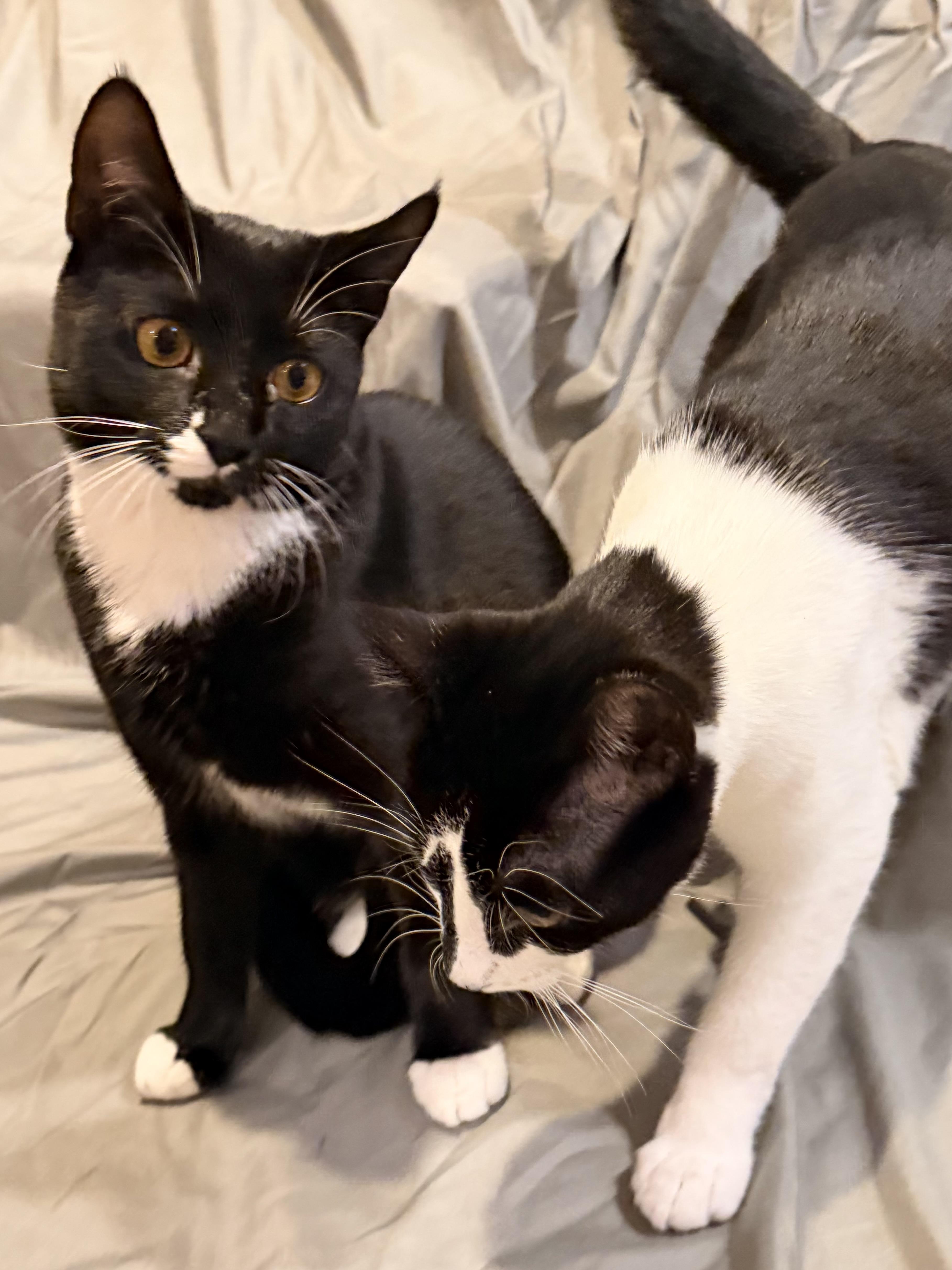 Enlarge Biscuit and Bella, a Adoptable mixed breed in Clifton, NJ image 5/5