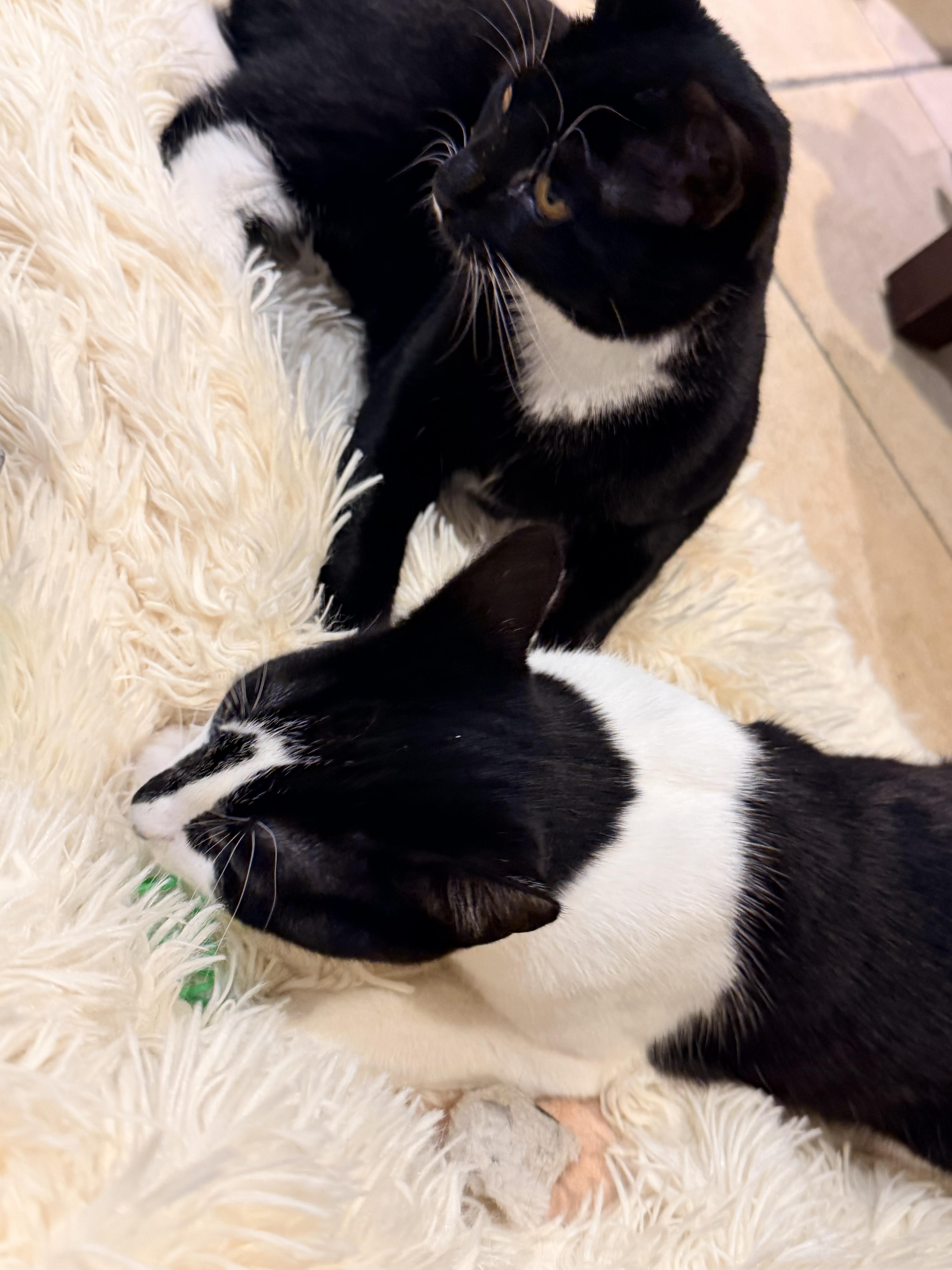 Enlarge Biscuit and Bella, a Adoptable mixed breed in Clifton, NJ image 3/5