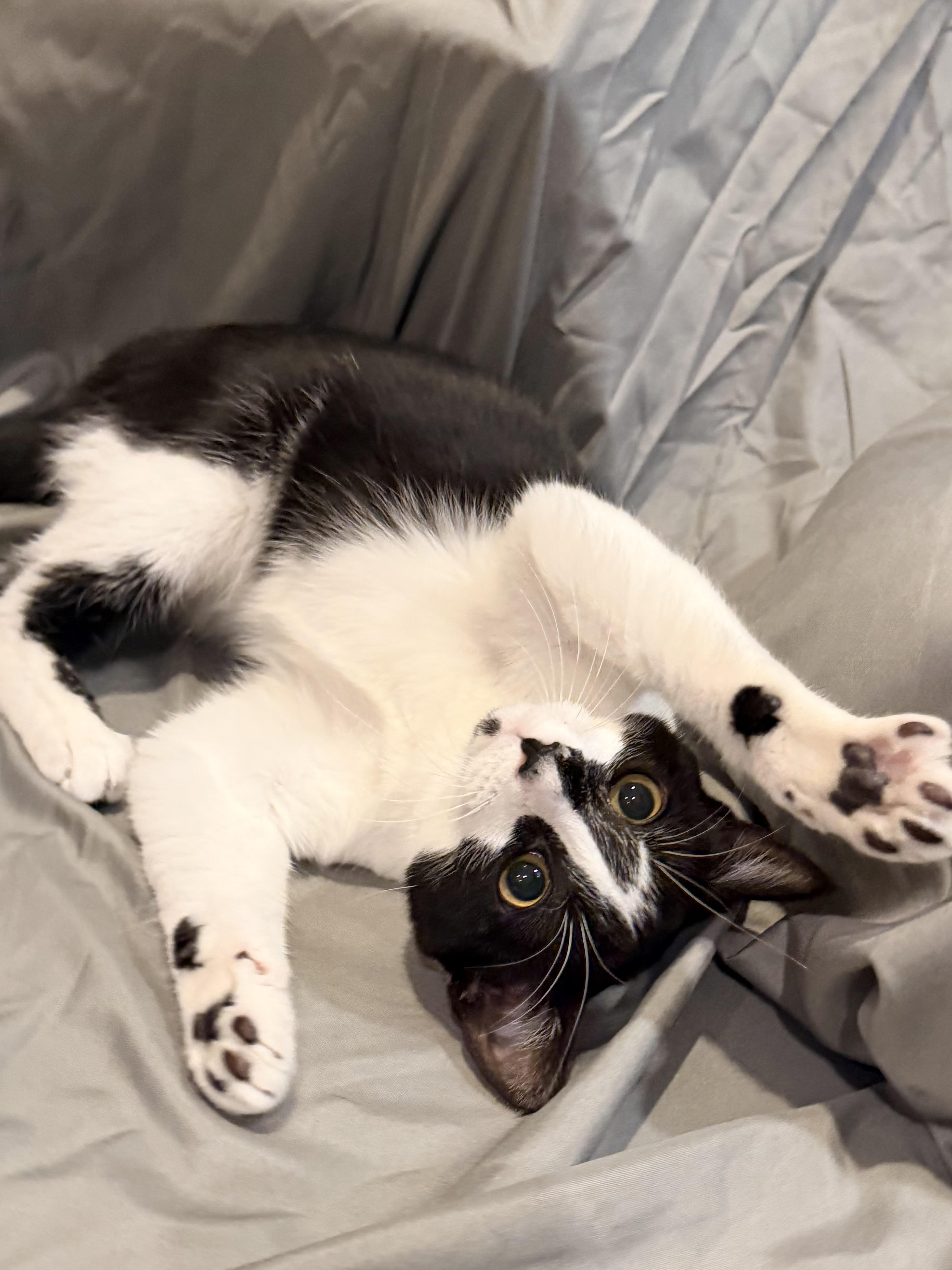 Biscuit and Bella, Adoptable, Kitten Female Domestic Short Hair.