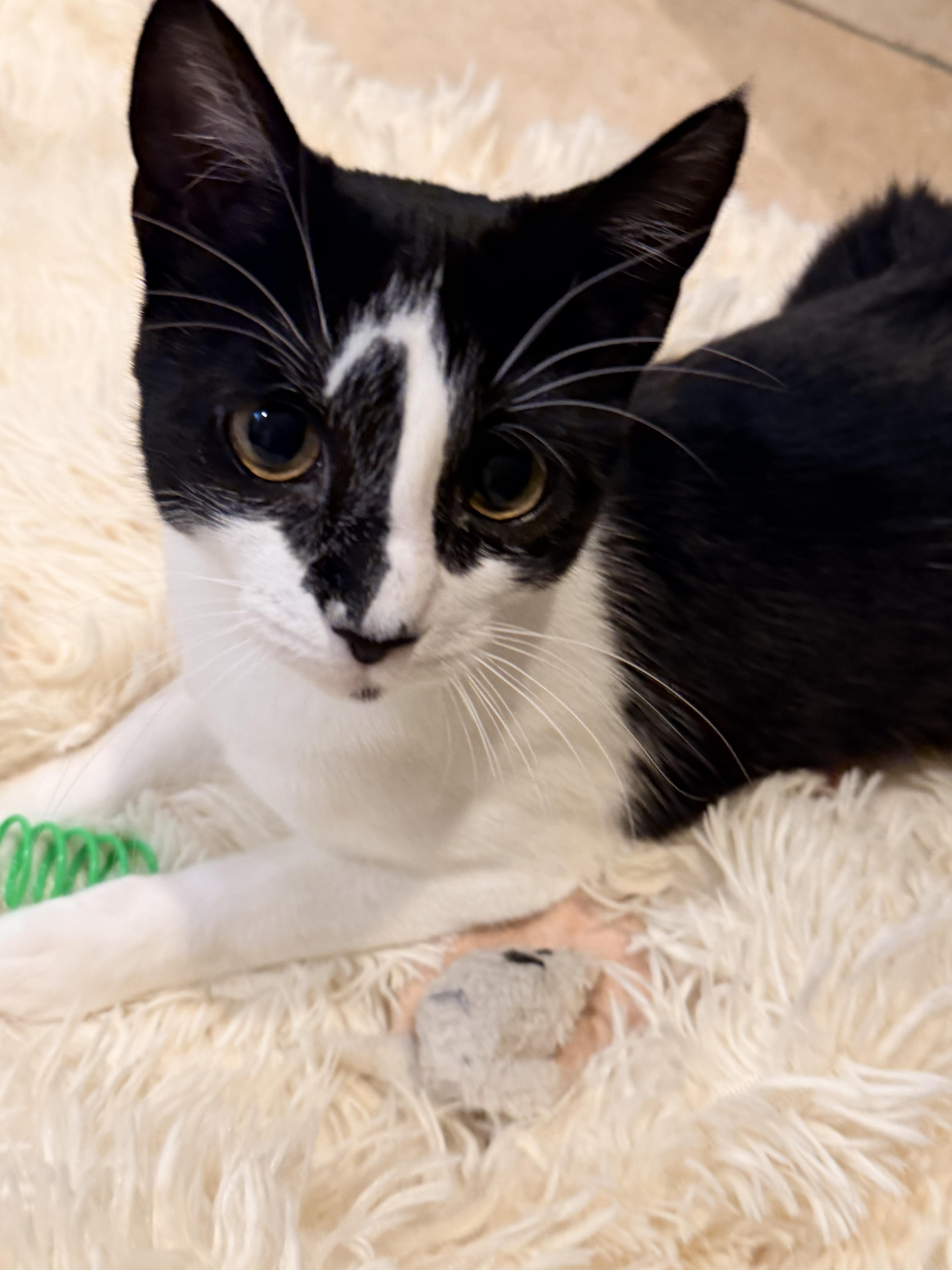Enlarge Biscuit and Bella, a Adoptable mixed breed in Clifton, NJ image 4/5